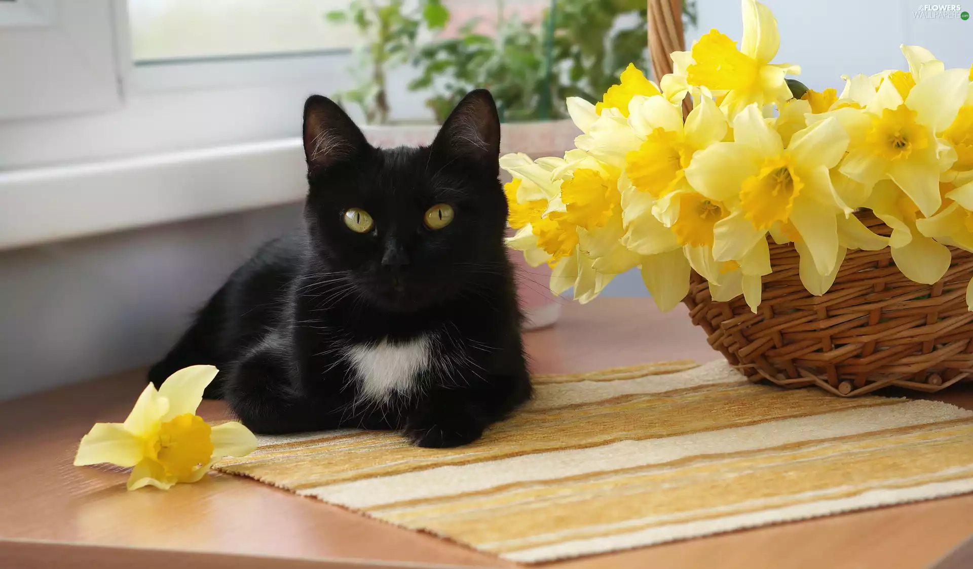 basket, Black, Yellow, cat, lying, Flowers, Jonquil