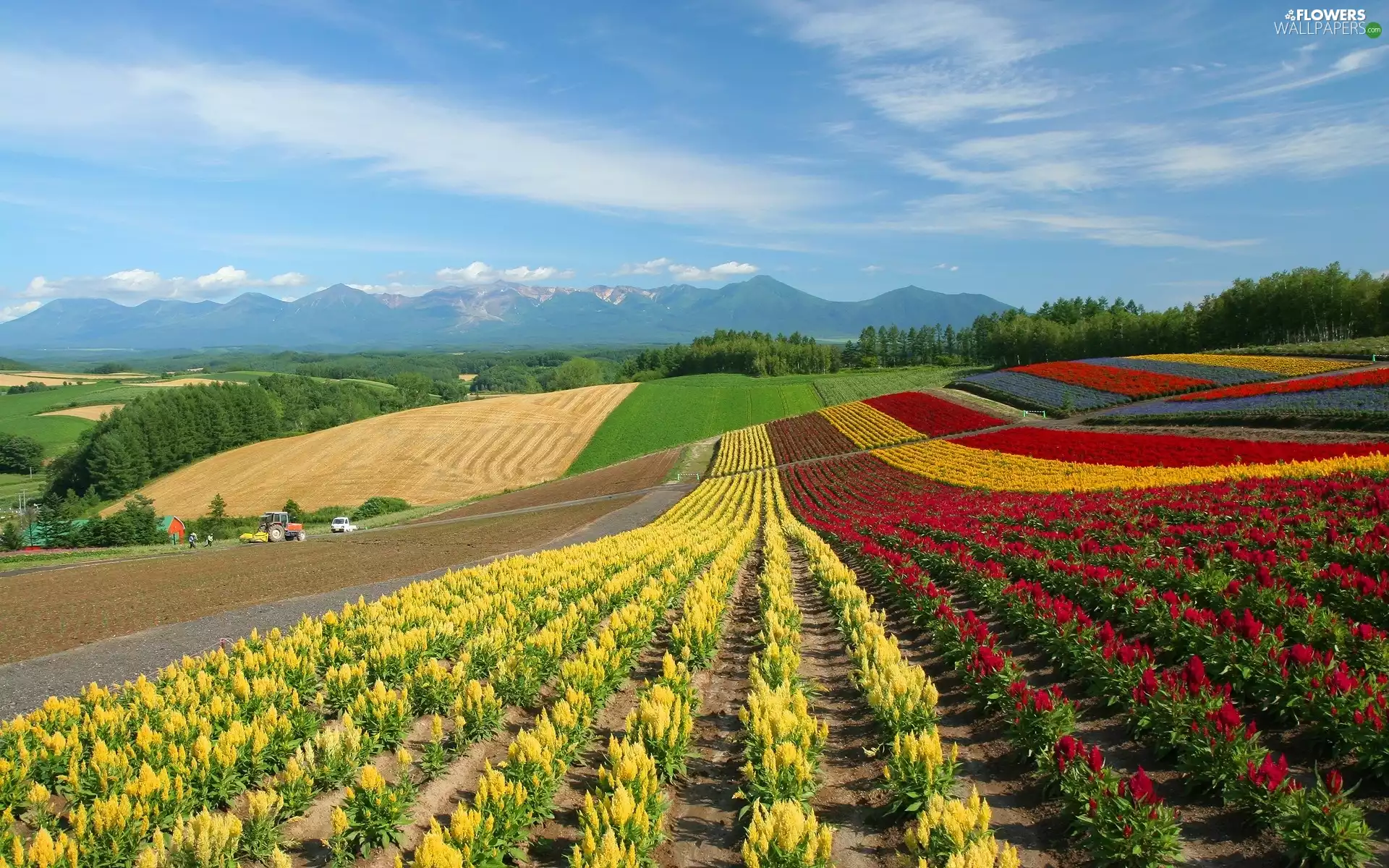 Celozji, Field, cultivation