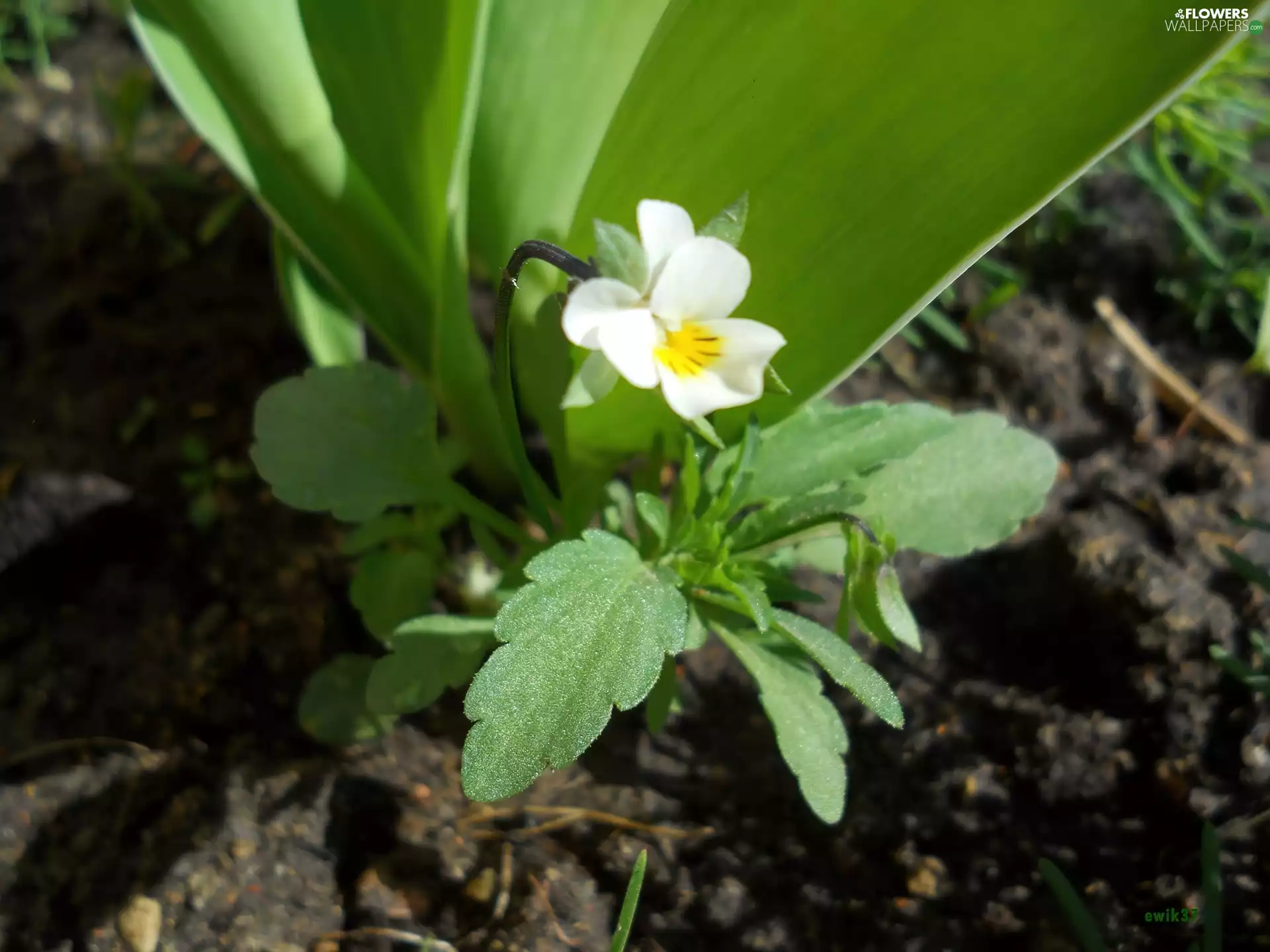 Yellow, Centre, field, pansy, White