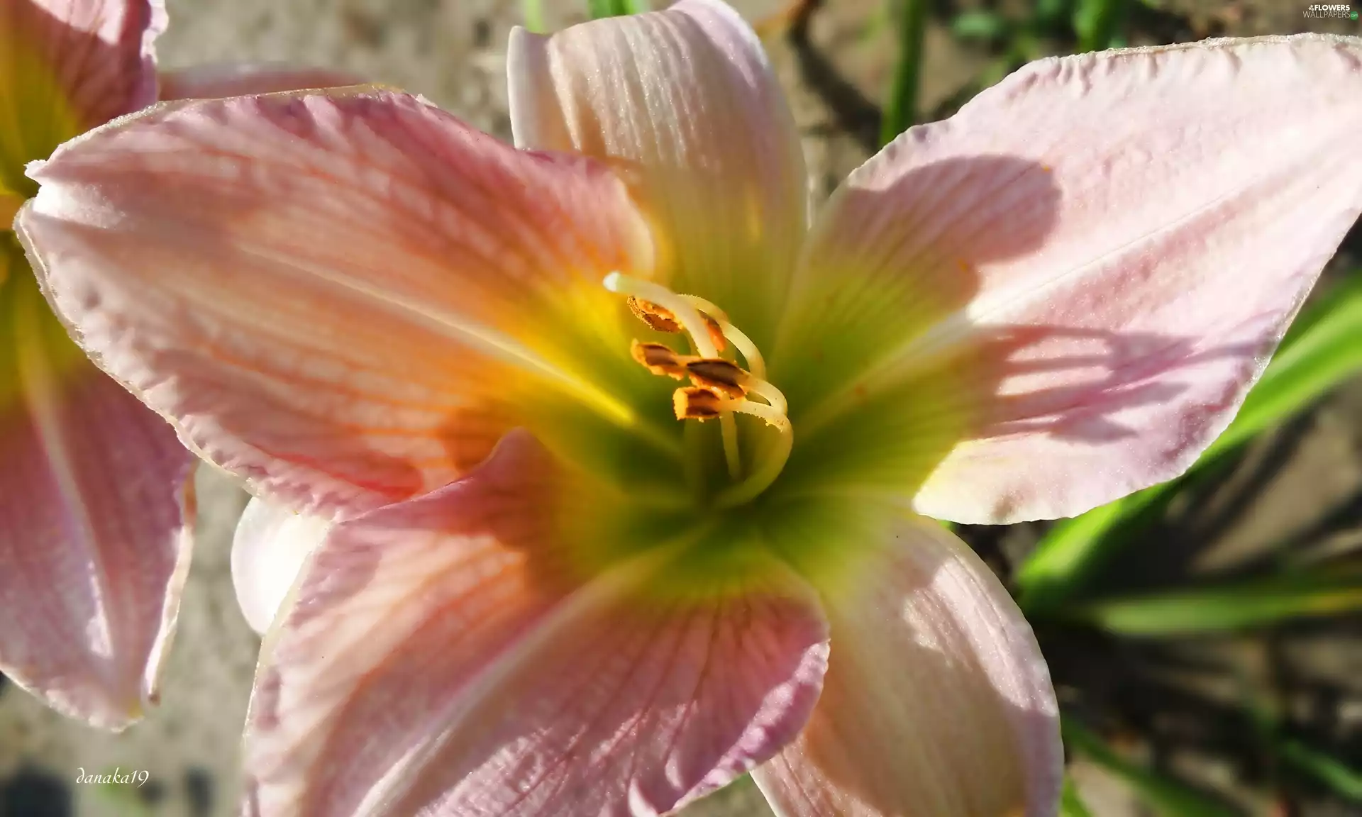 Green, Centre, Pink, lily, brightly