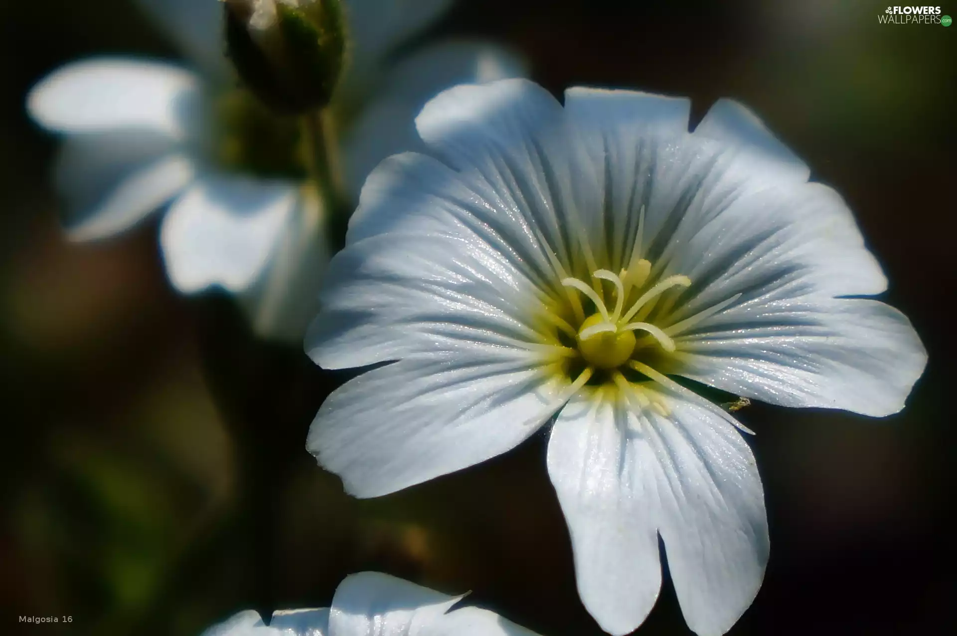 White, Cerastium Access field