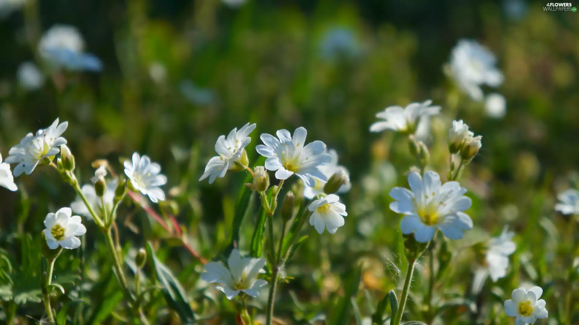 Cerastium, White, Flowers