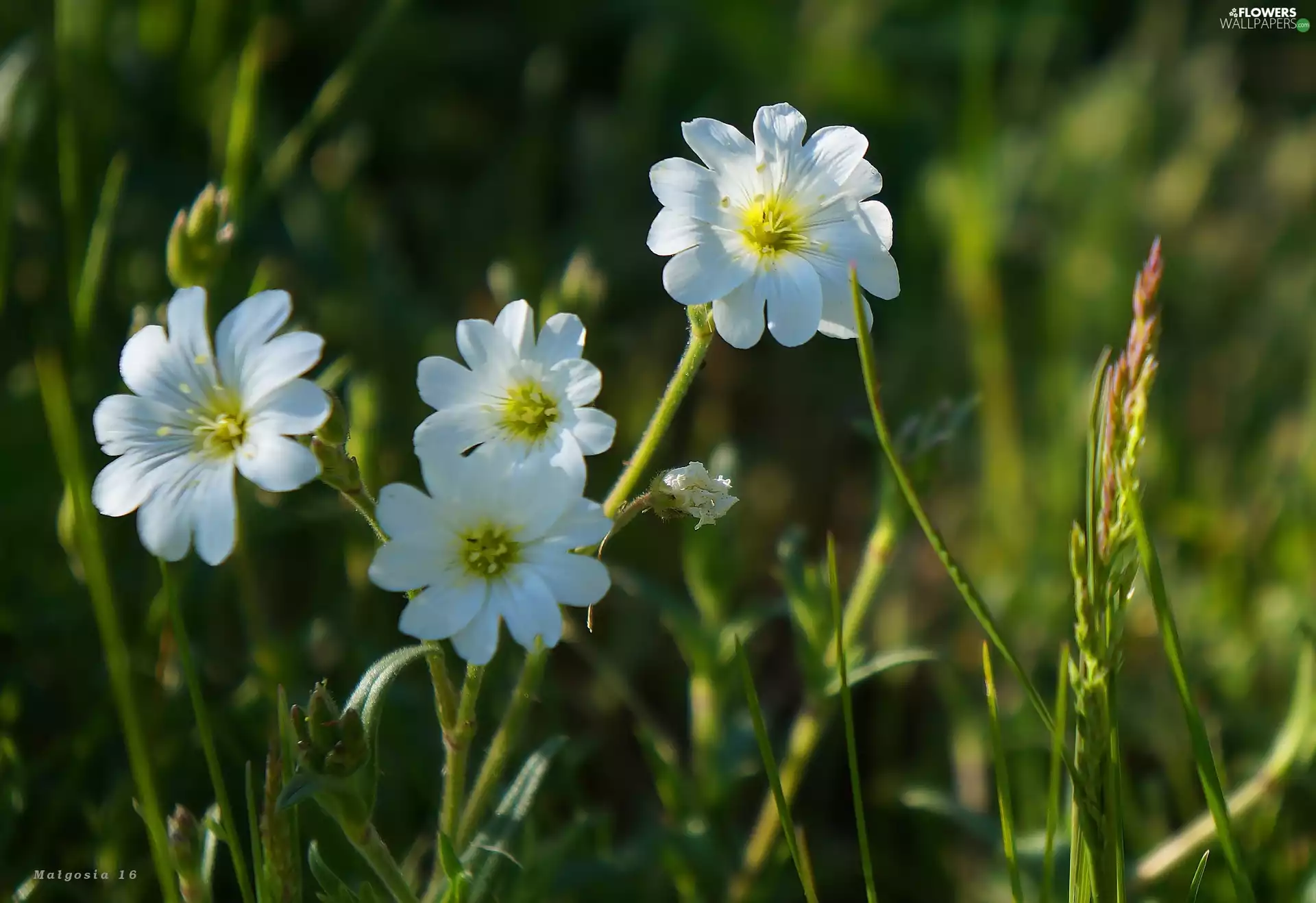 Cerastium, Flowers, White