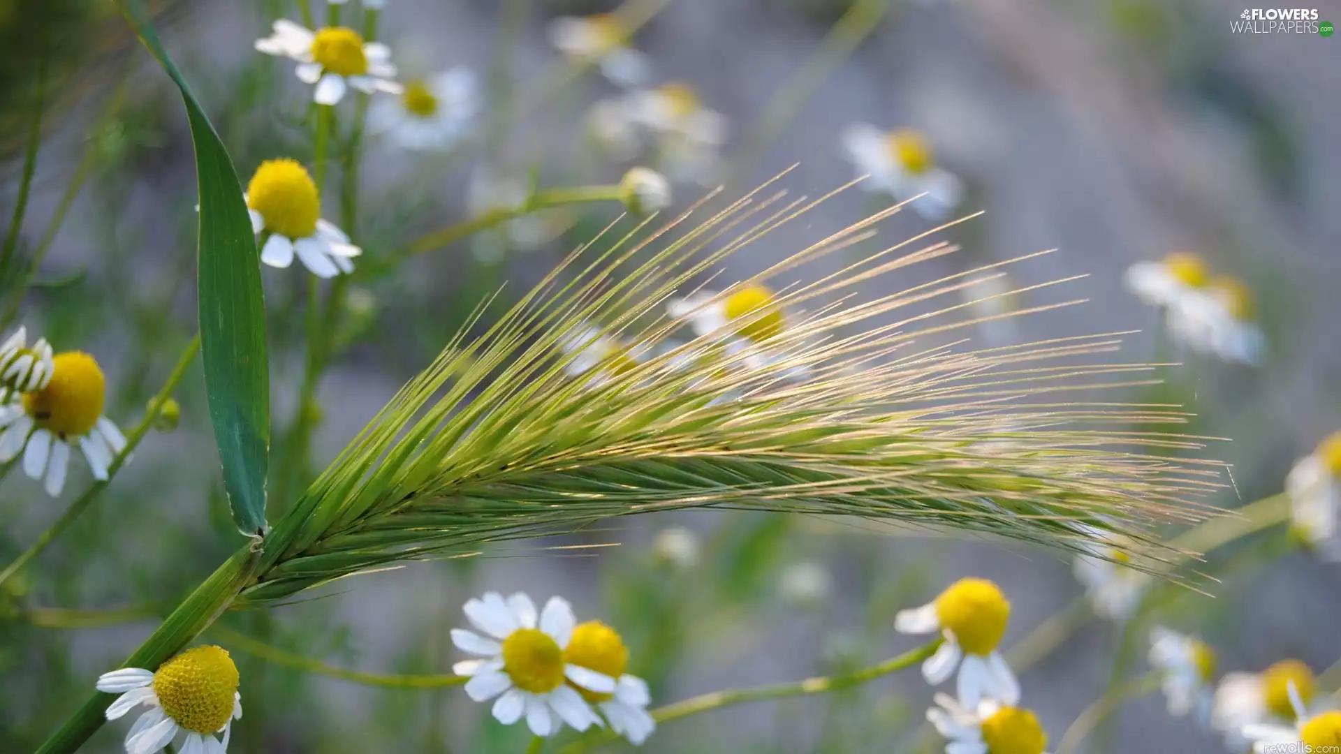 cereals, camomiles, ear