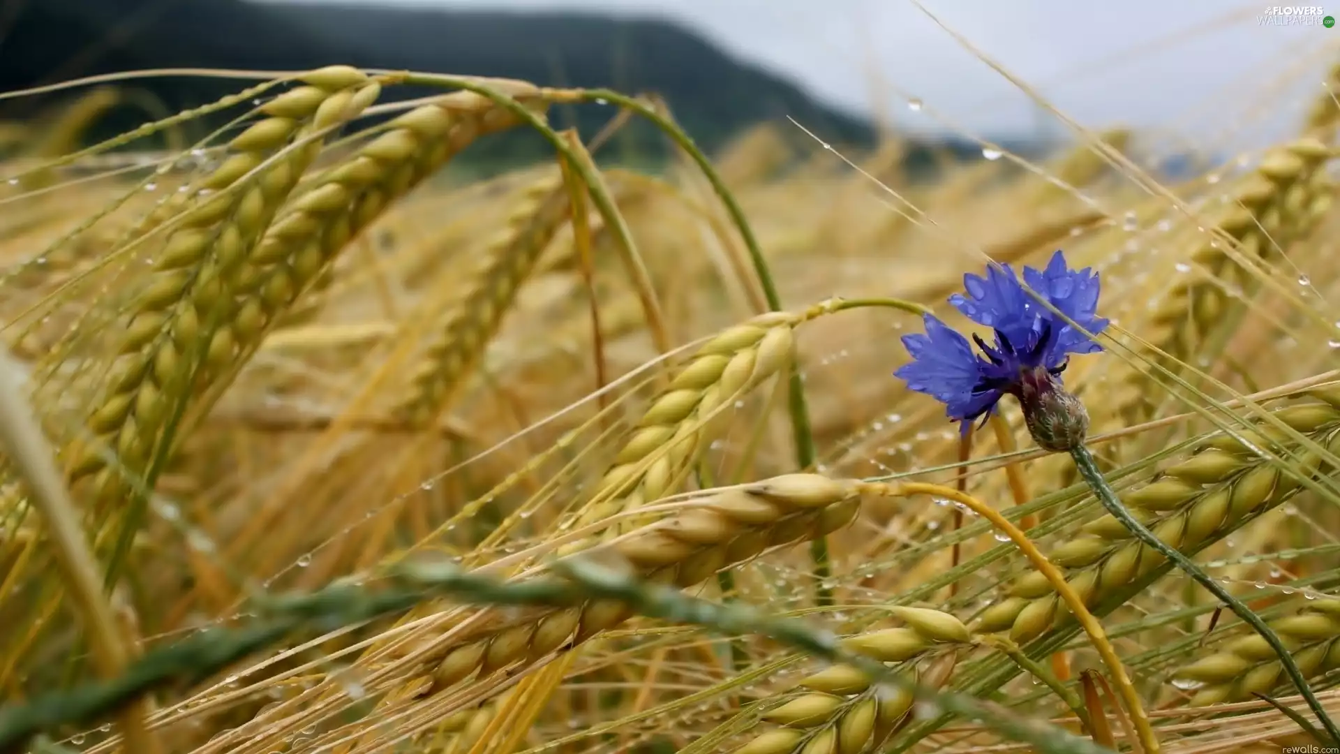 cereals, Chaber, Ears