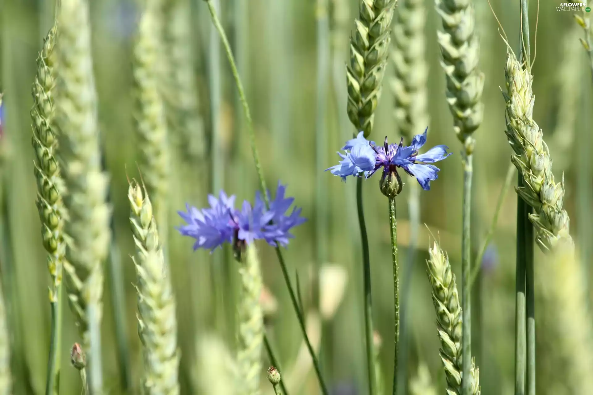 cereals, cornflowers, Ears
