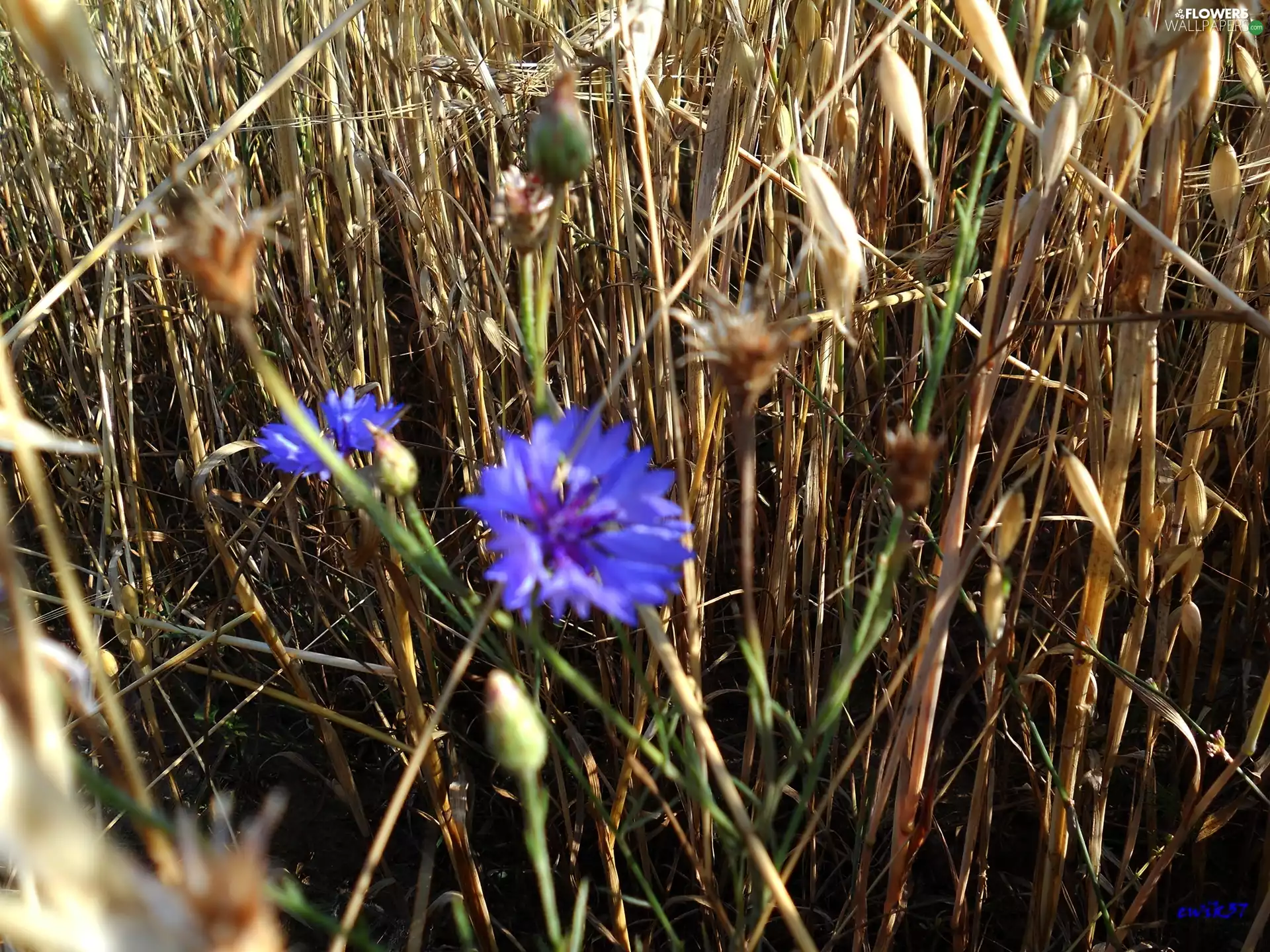 cereals, cornflowers, Ears