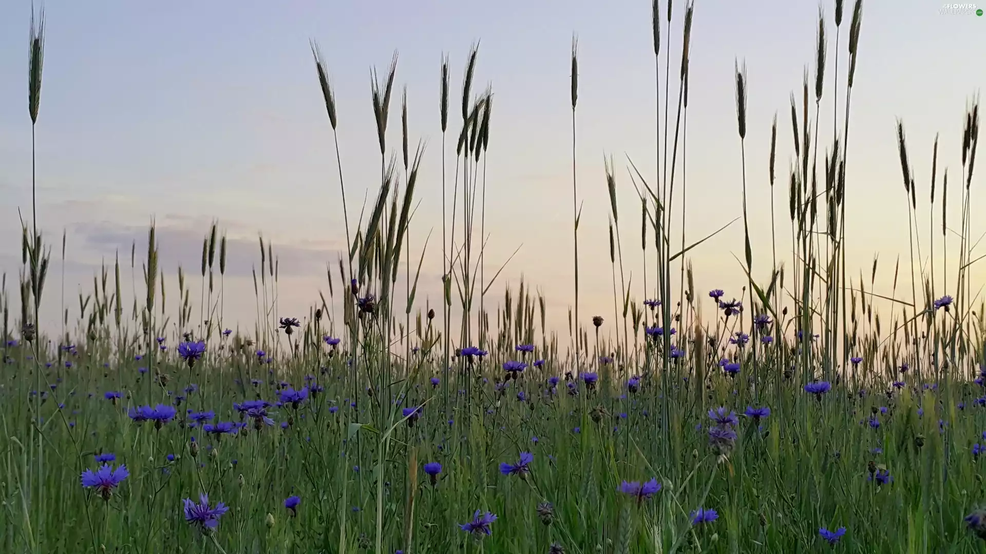 cereals, cornflowers, Ears
