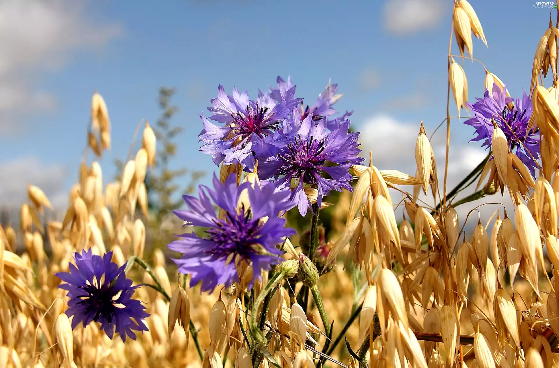 cereals, cornflowers, Ears
