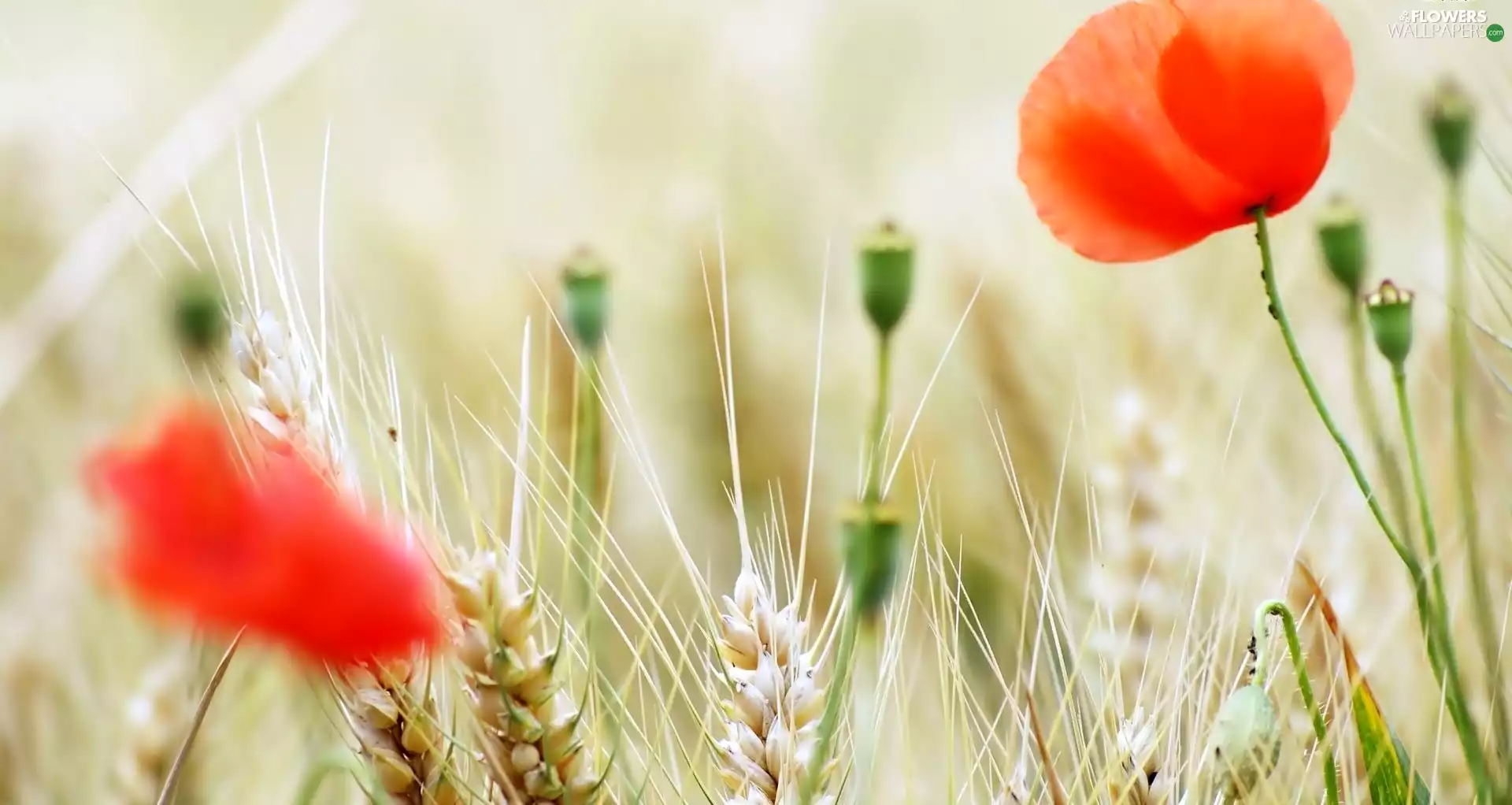 cereals, papavers, Ears