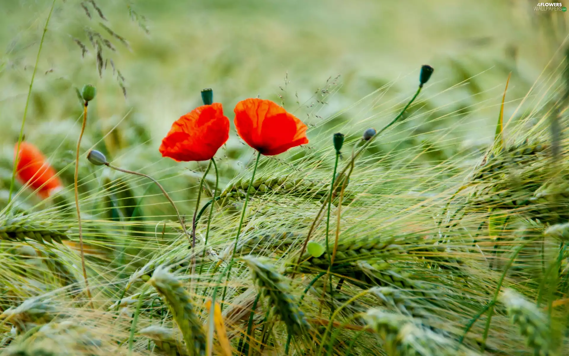 papavers, cereals