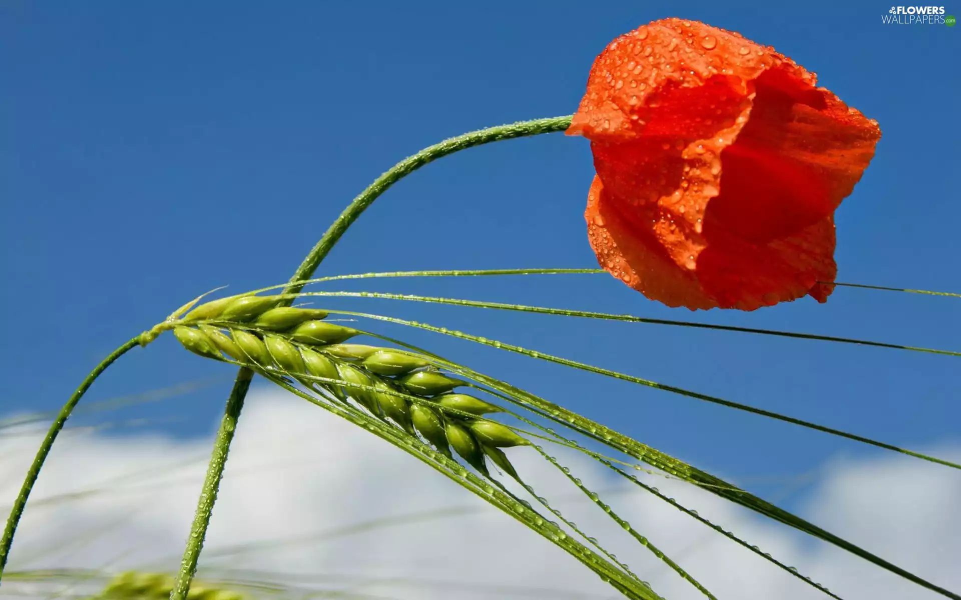 Colourfull Flowers, ear, cereals, red weed
