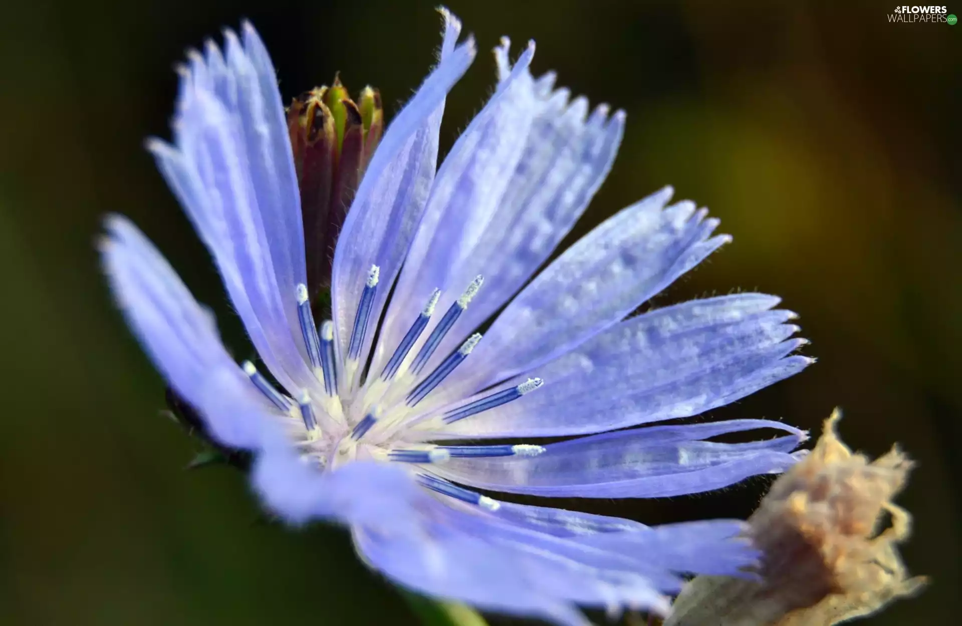 traveller, Blue, endive