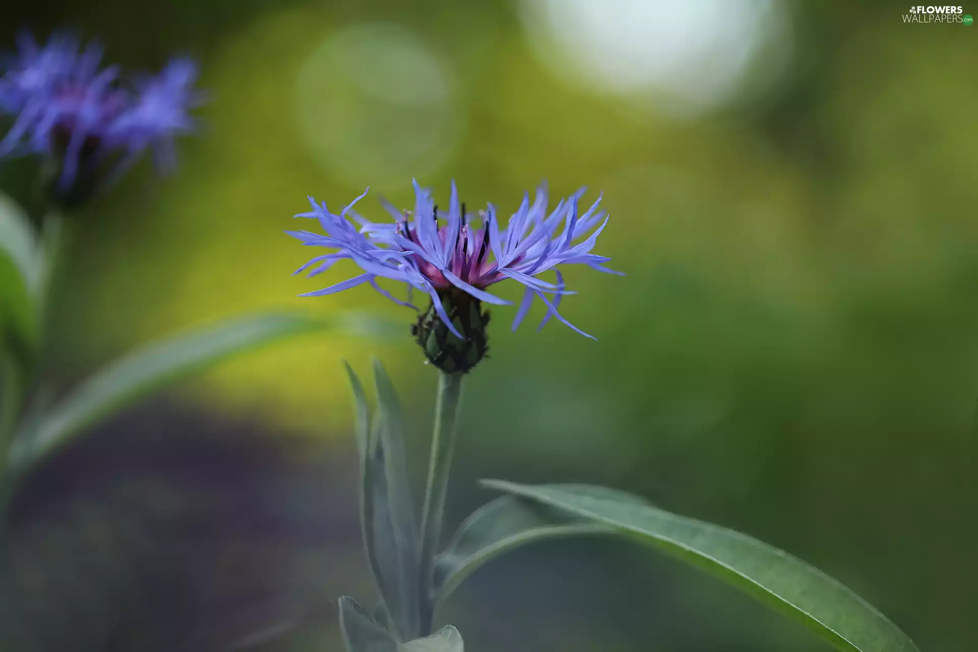 Colourfull Flowers, blue, Chaber
