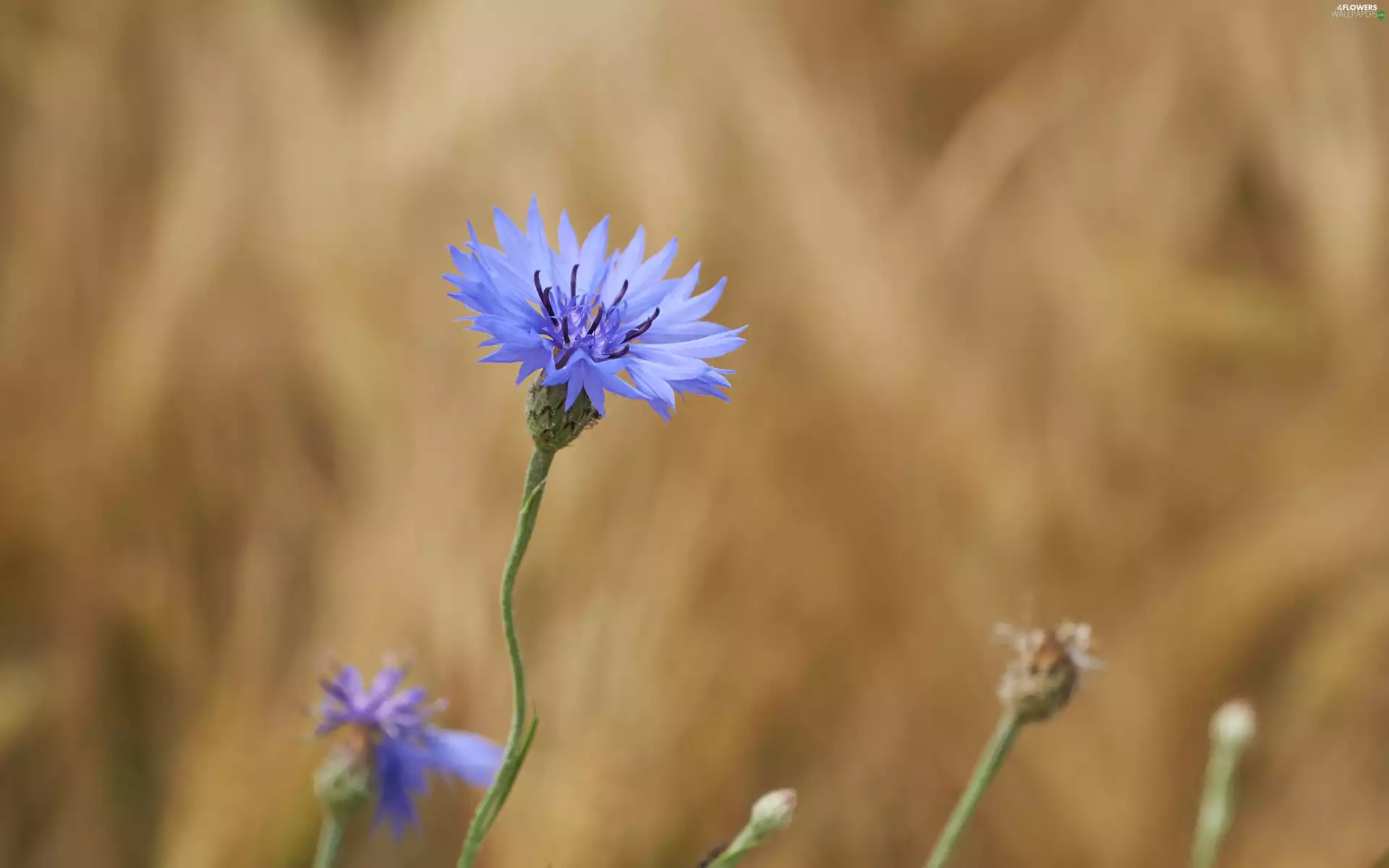 Chaber, Colourfull Flowers