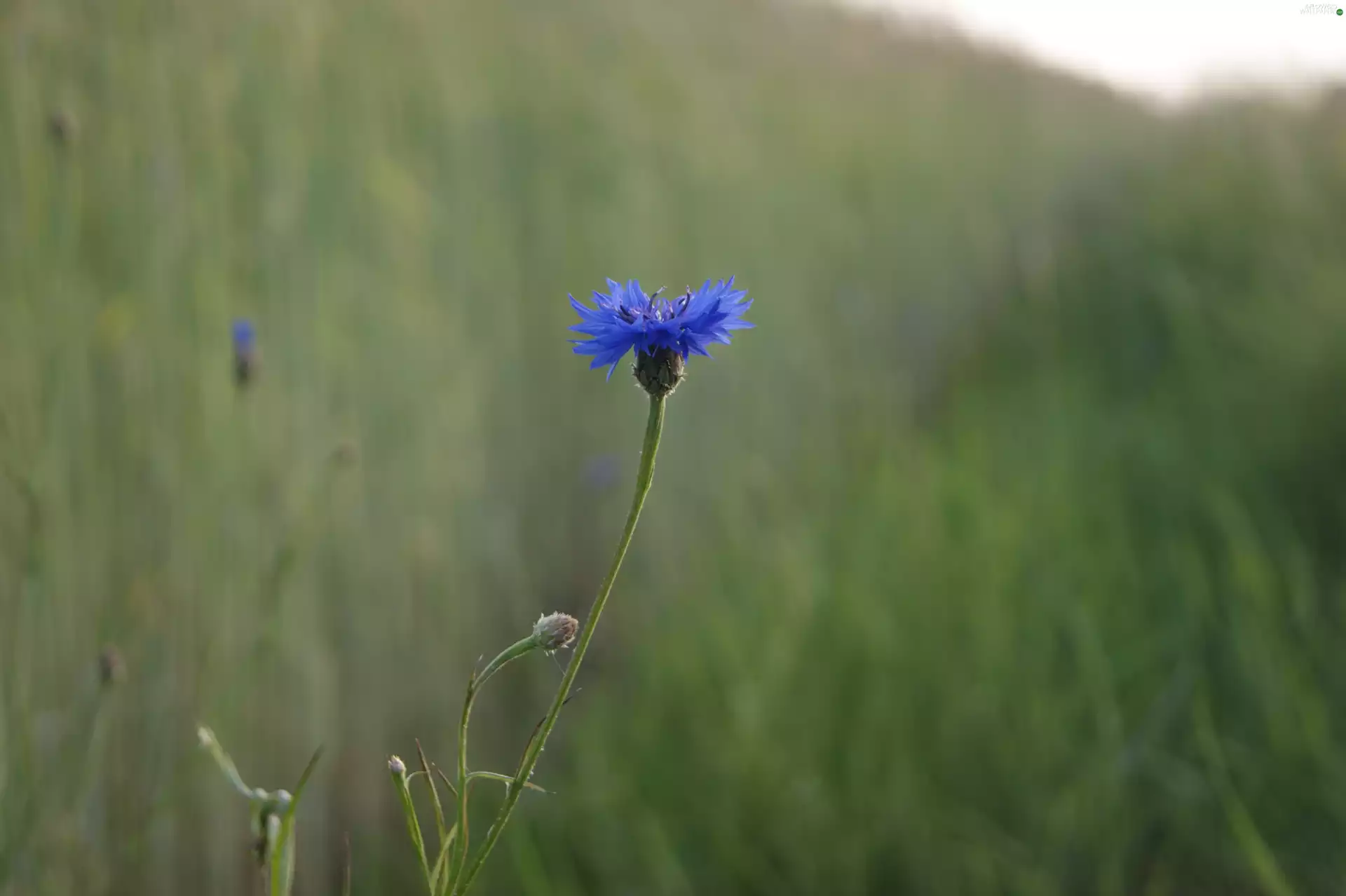 Chaber, Colourfull Flowers