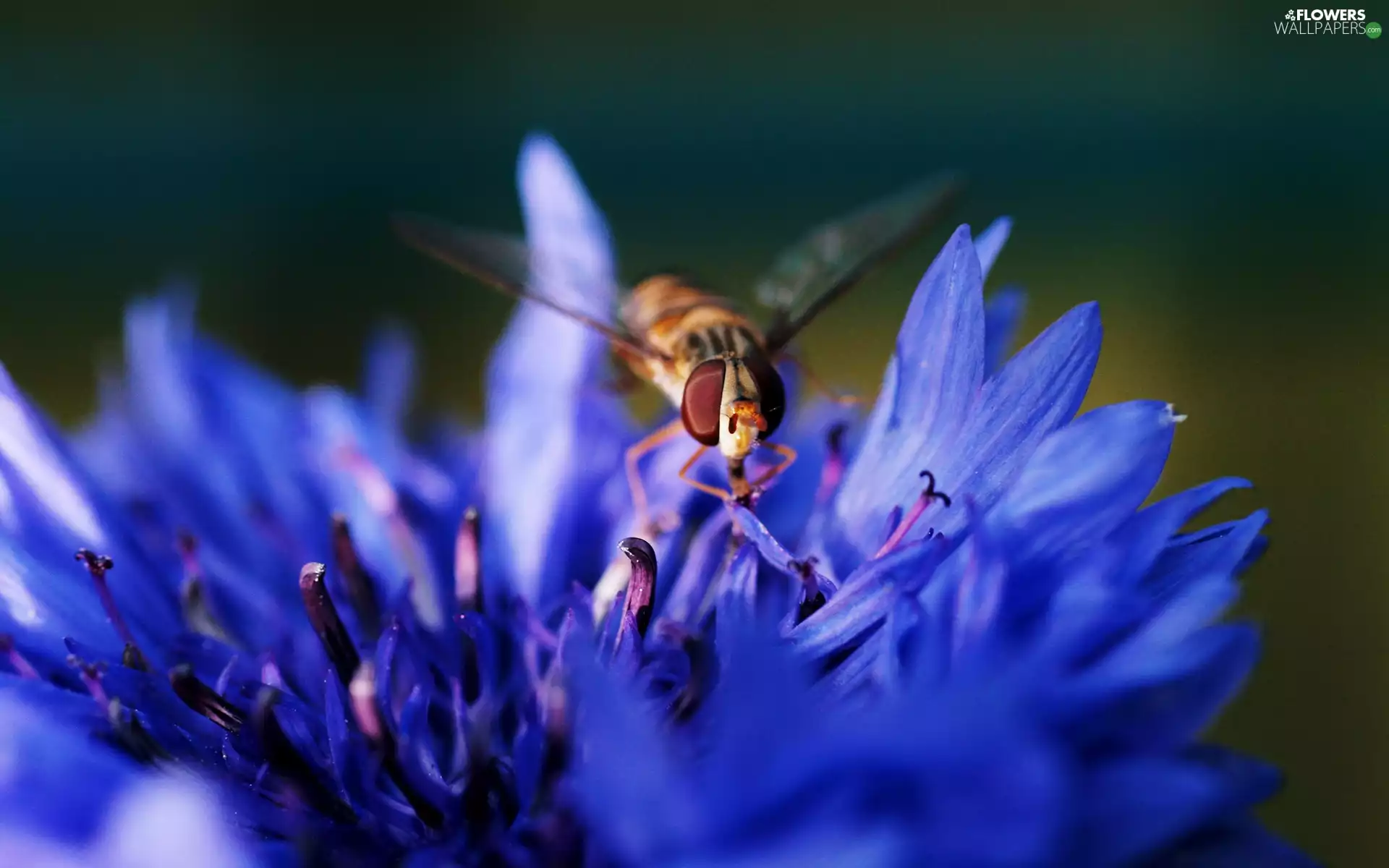 Insect, Colourfull Flowers, Chaber