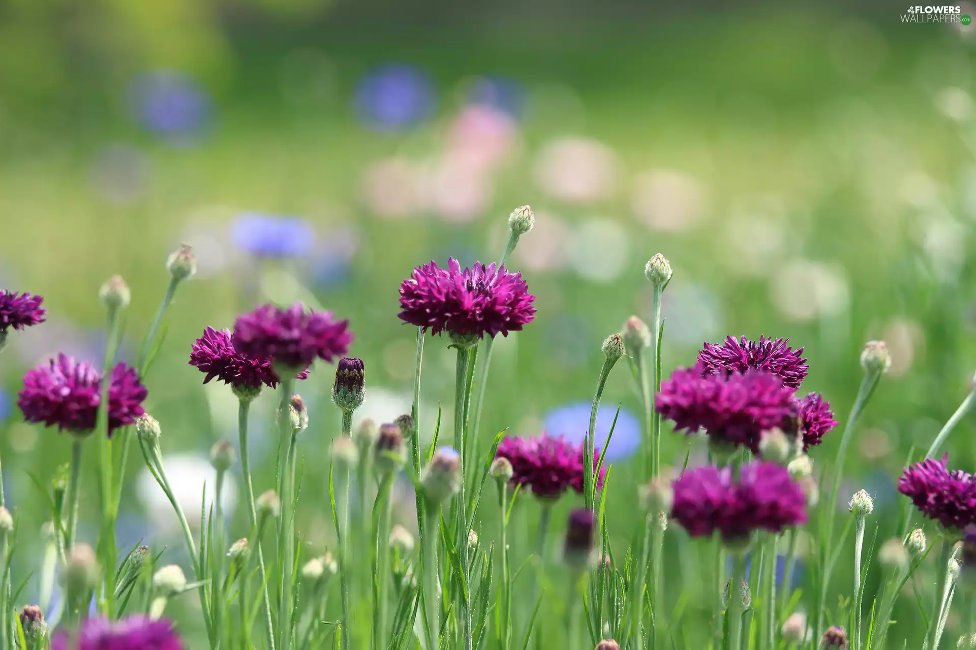 Wildflowers, Chaber, Meadow, Flowers, summer
