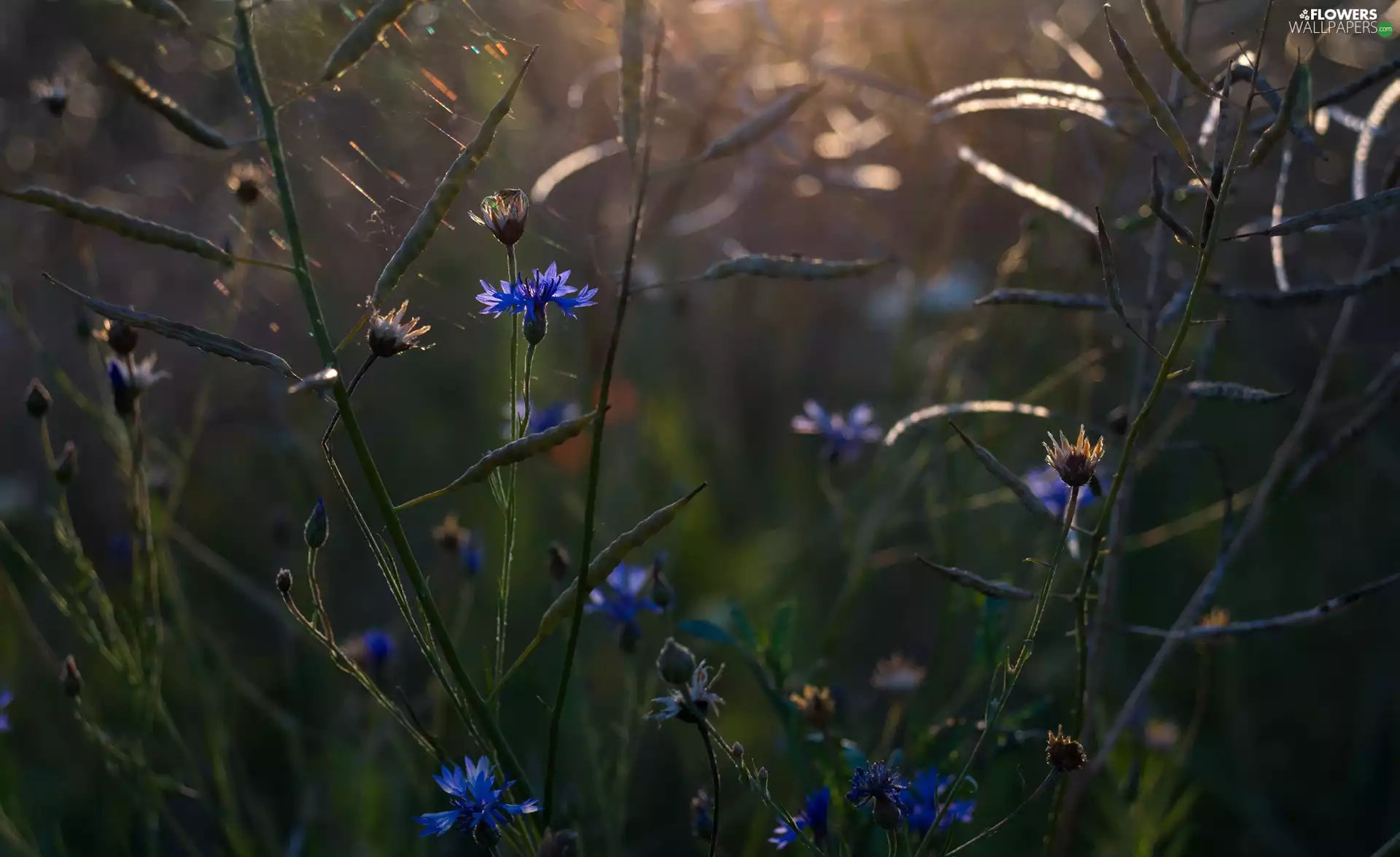 Chaber, Flowers, Plants