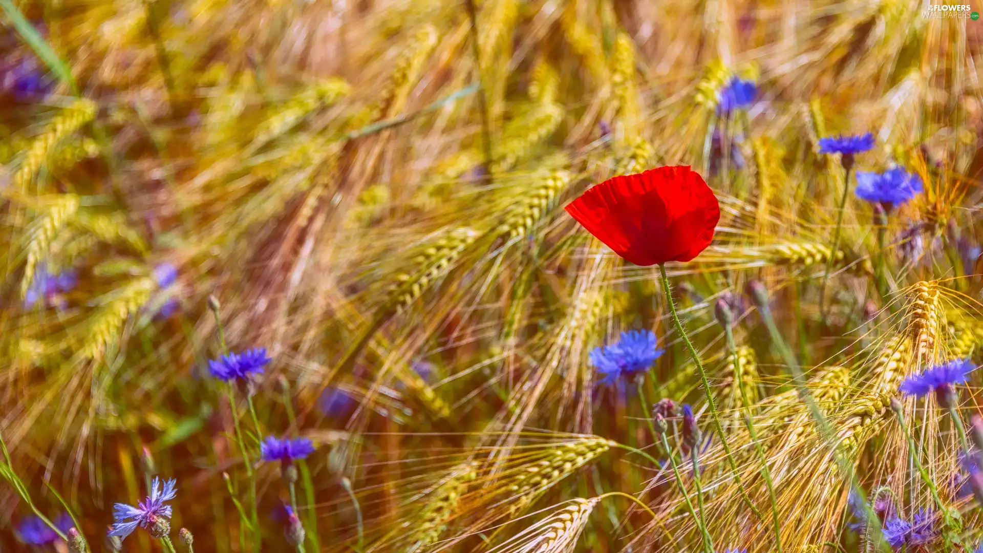 corn, Chaber, red weed, Flowers