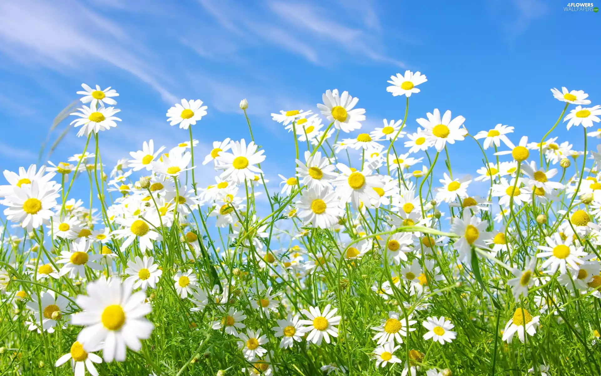 blue, Flowers, chamomile, Sky
