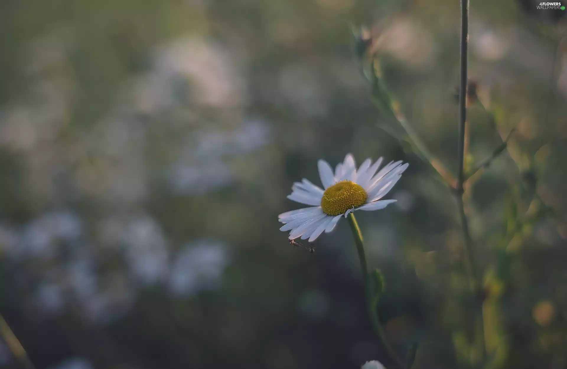 blur, Colourfull Flowers, chamomile