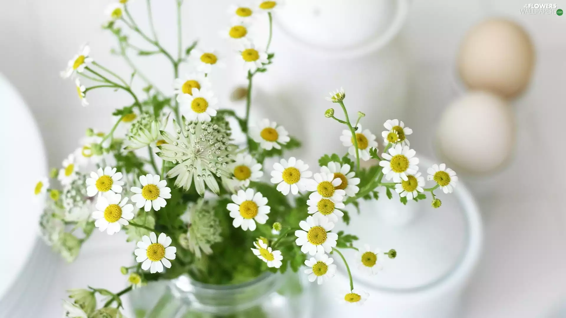 chamomile, Flowers, bouquet