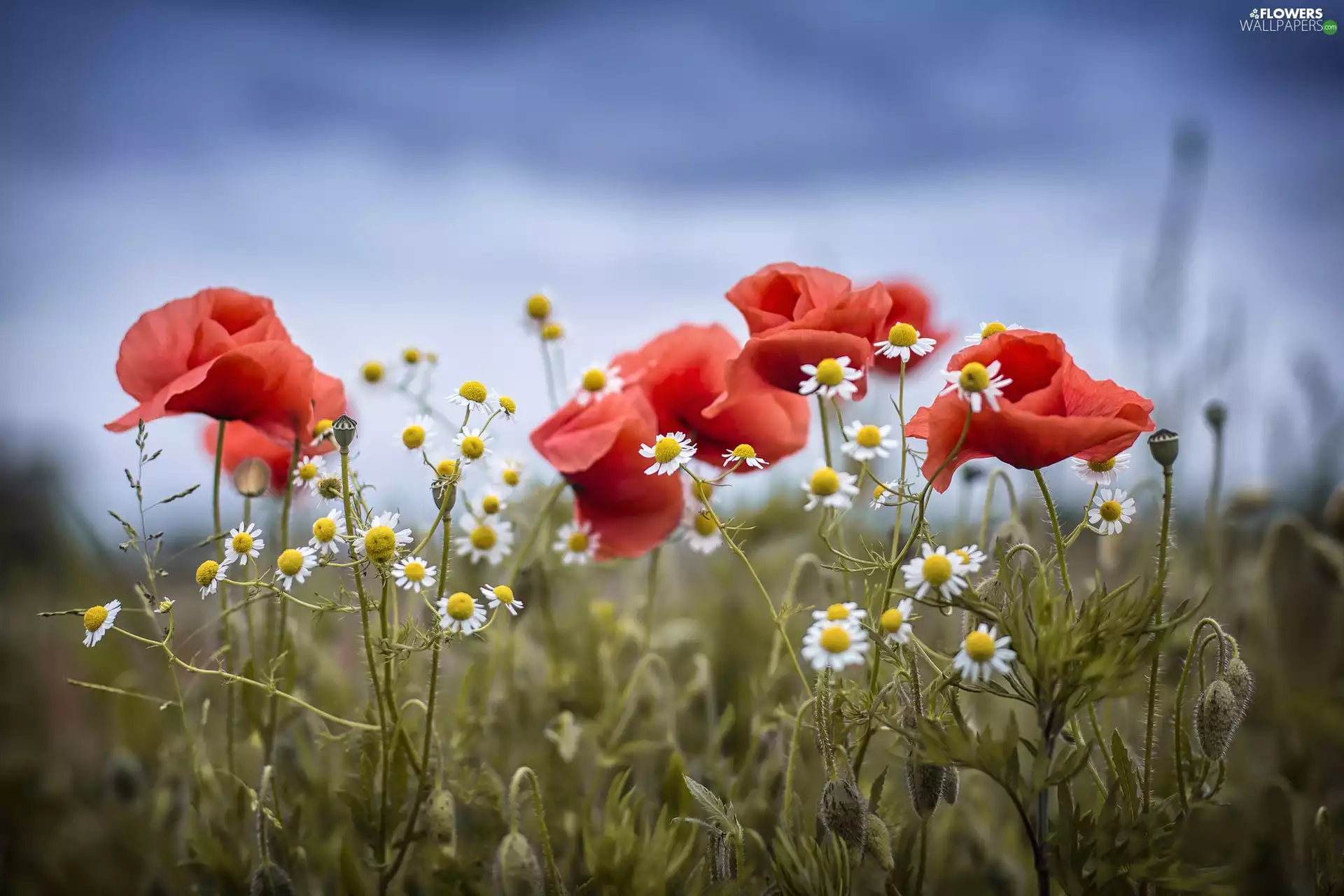 chamomile, papavers, Buds