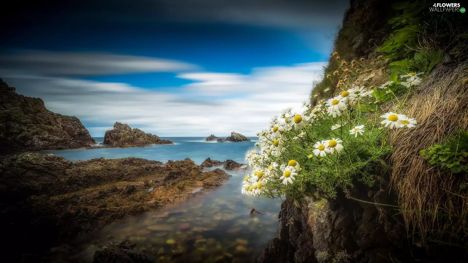 sea, chamomile, Coast, rocks, Scotland
