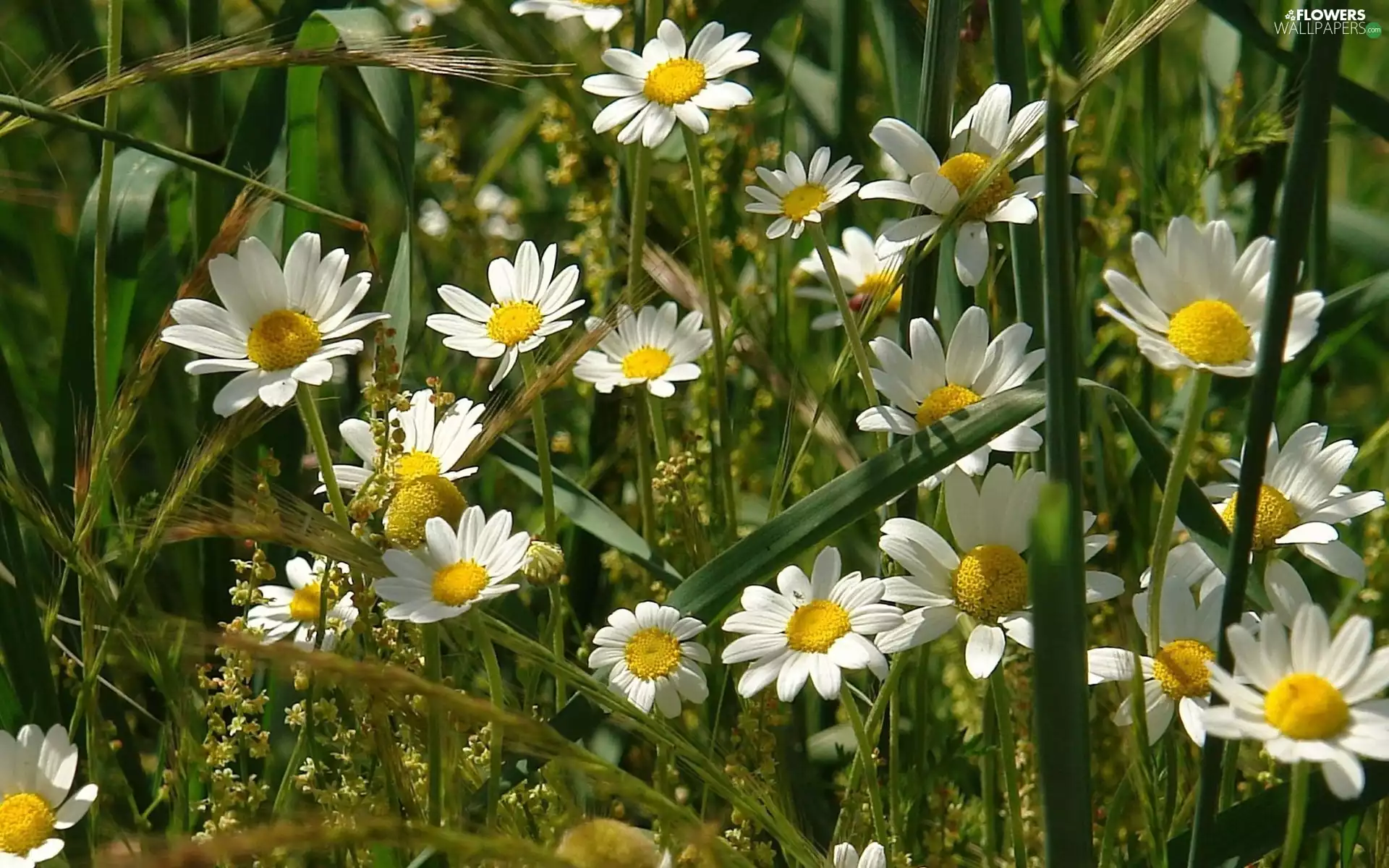 Chamomile Common