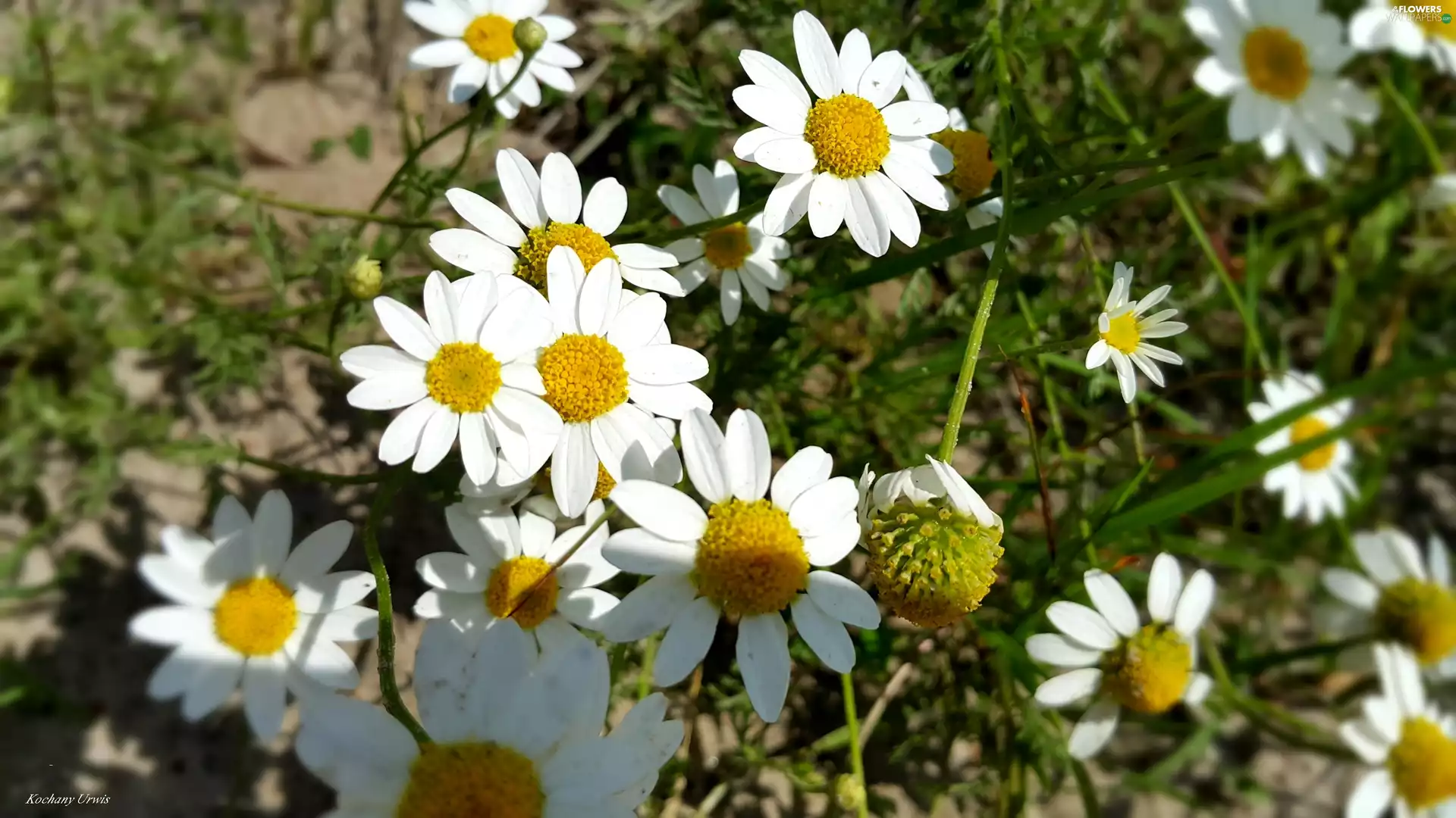 Chamomile Common