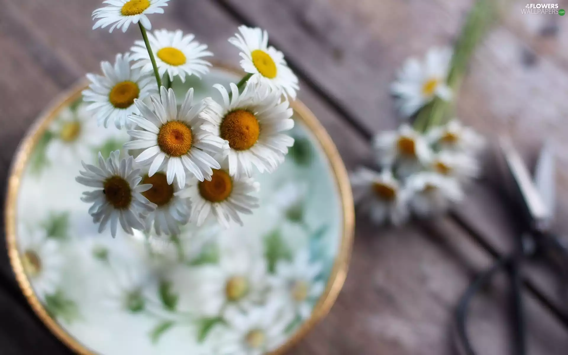 Chamomile Common