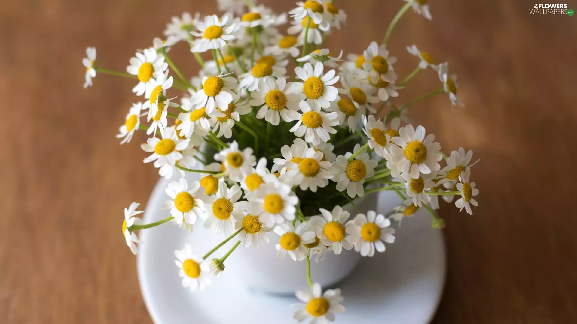 chamomile, cup