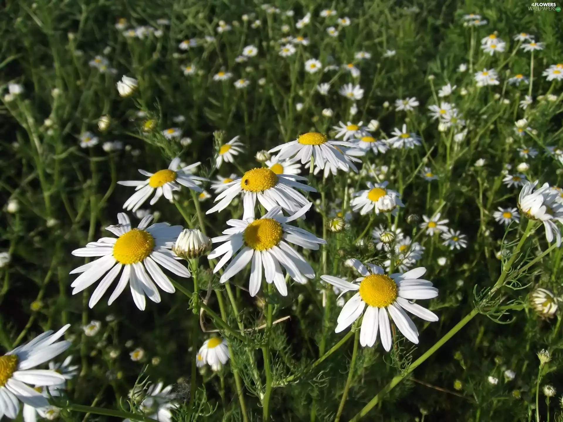 chamomile, fragment, field