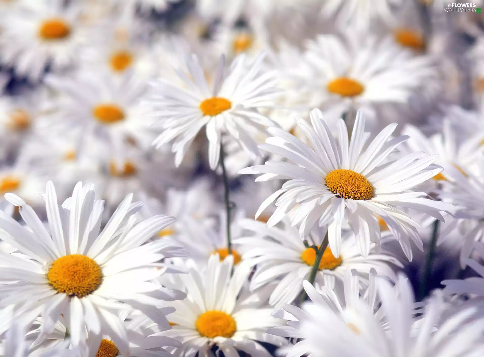 Flowers, chamomile