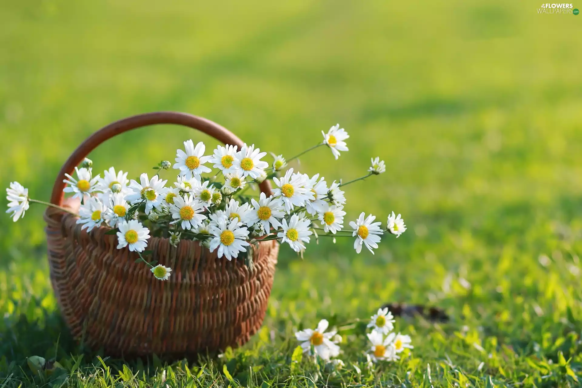 Flowers, basket, grass, chamomile