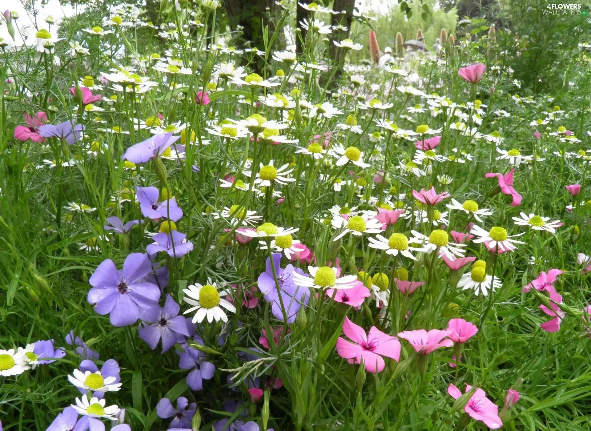 chamomile, Meadow, Flowers