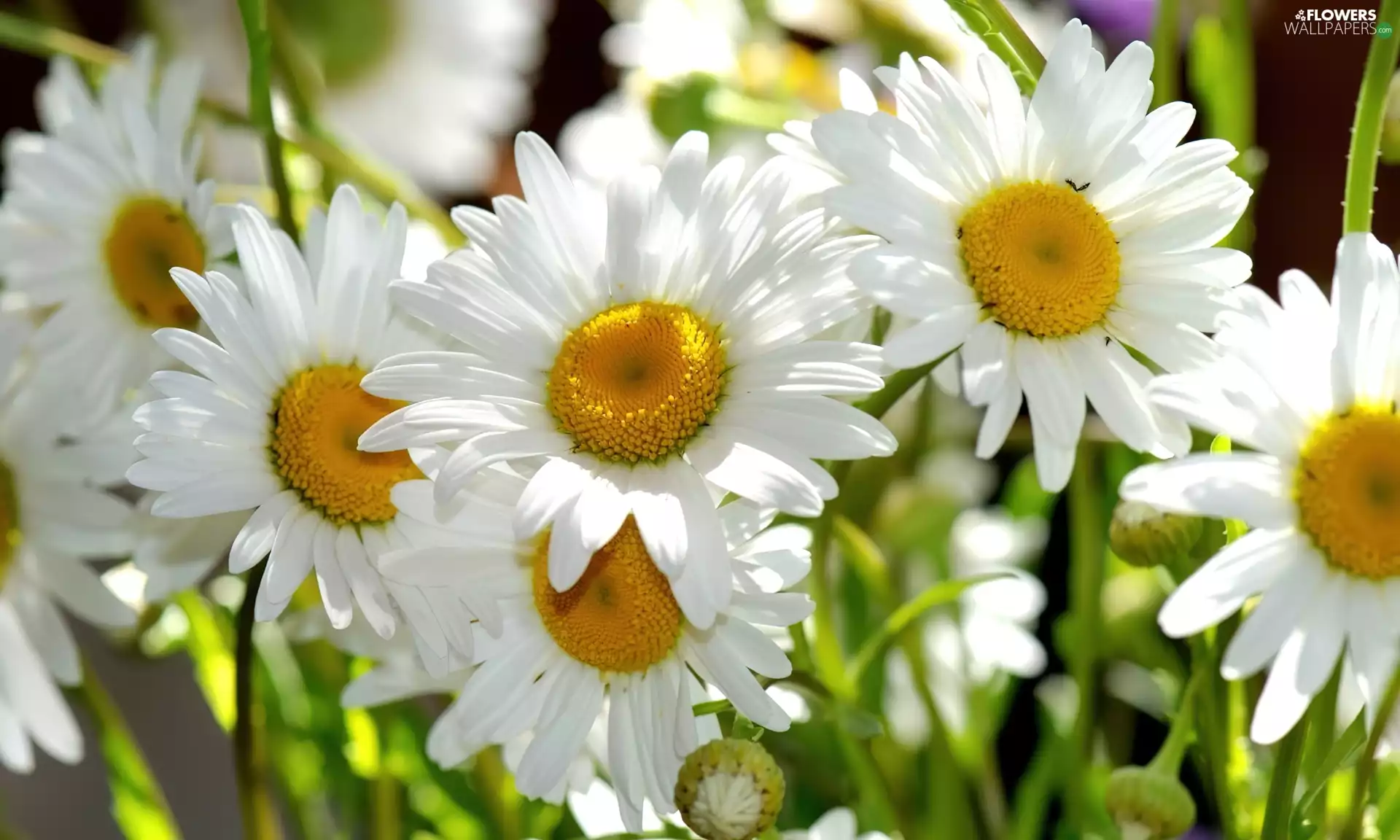 chamomile, White, Flowers