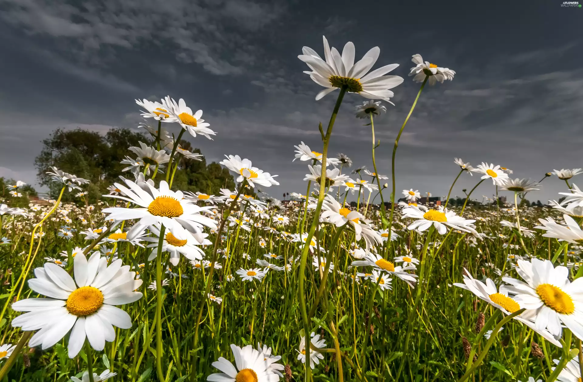 Flowers, daisy