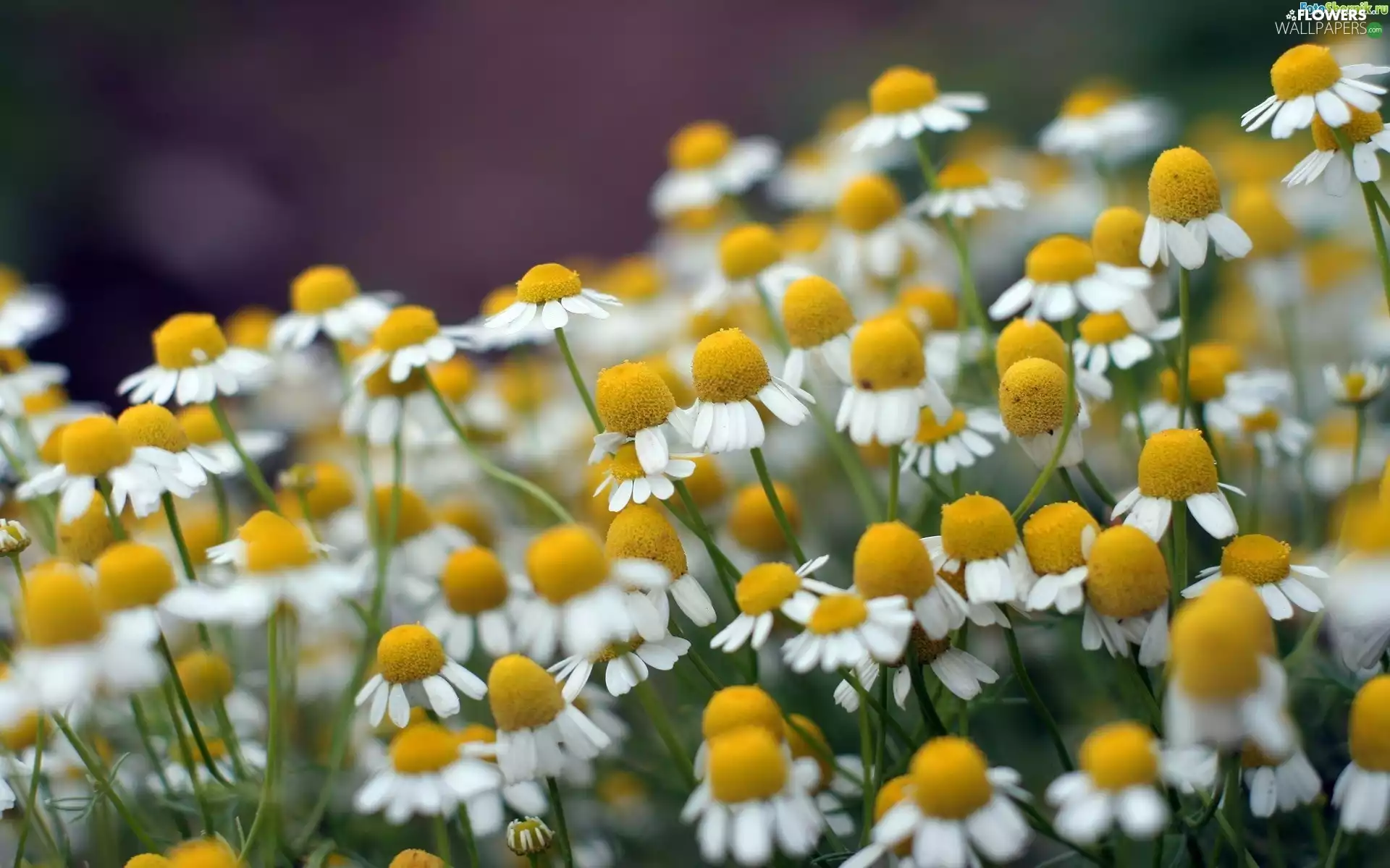 Chamomile Common, Meadow