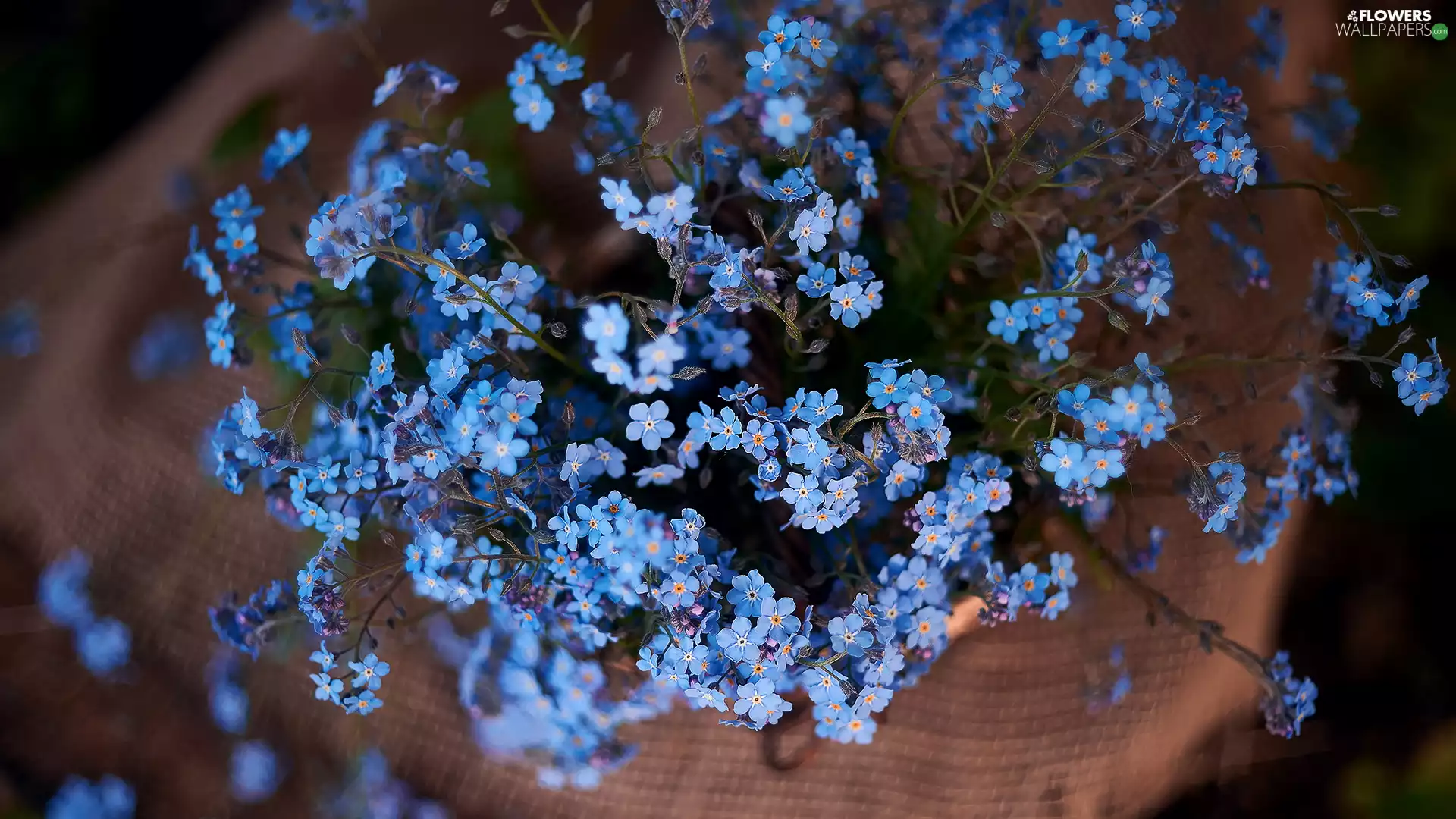 Blue, Flowers, Forget, change