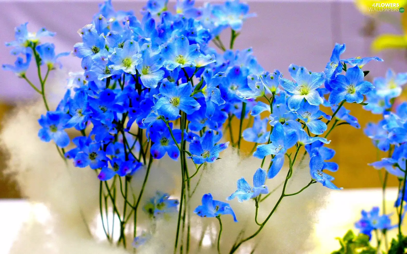 Blue, Flowers, larkspur, change