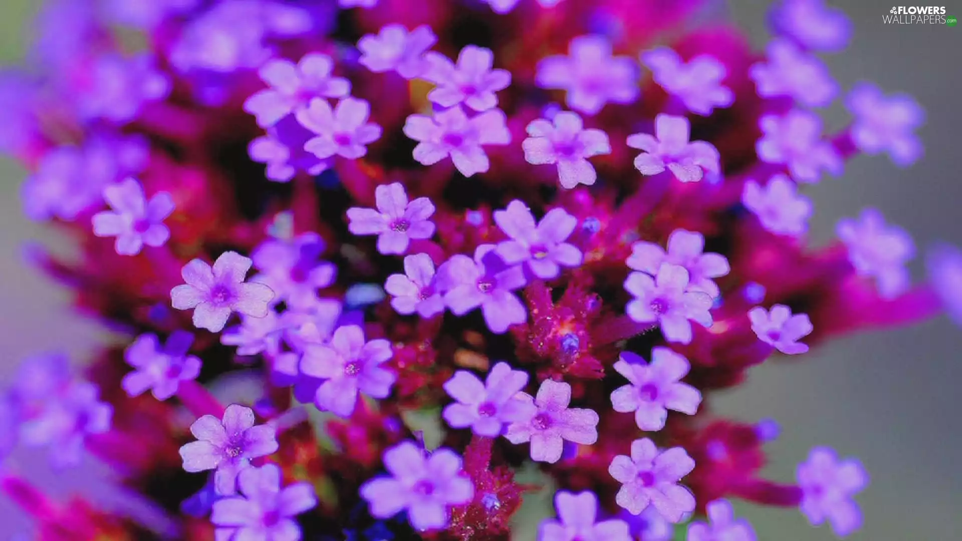 Flowers, Verbena garden, change