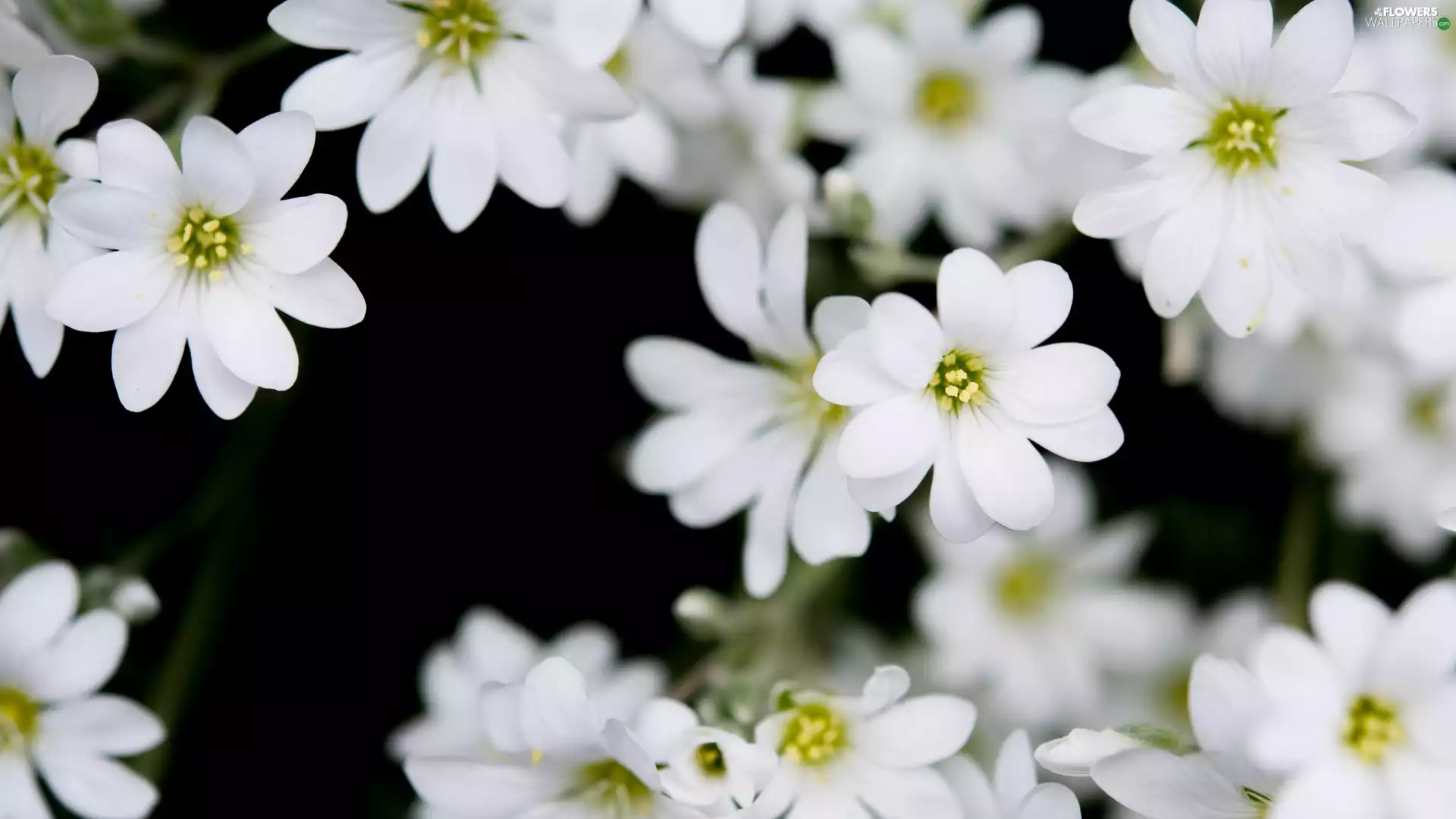 White, Flowers, Cerastium, change