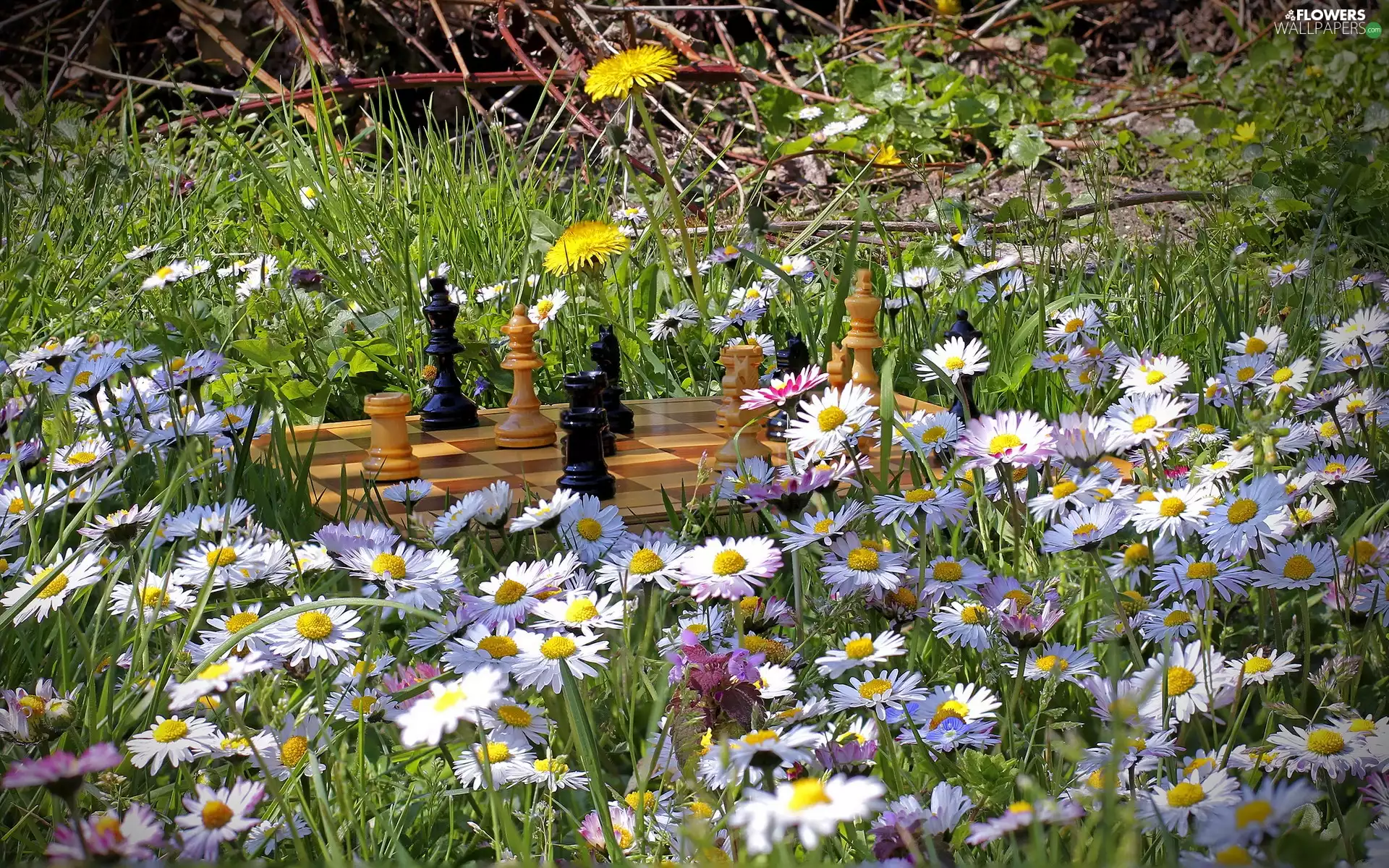 chess, daisies
