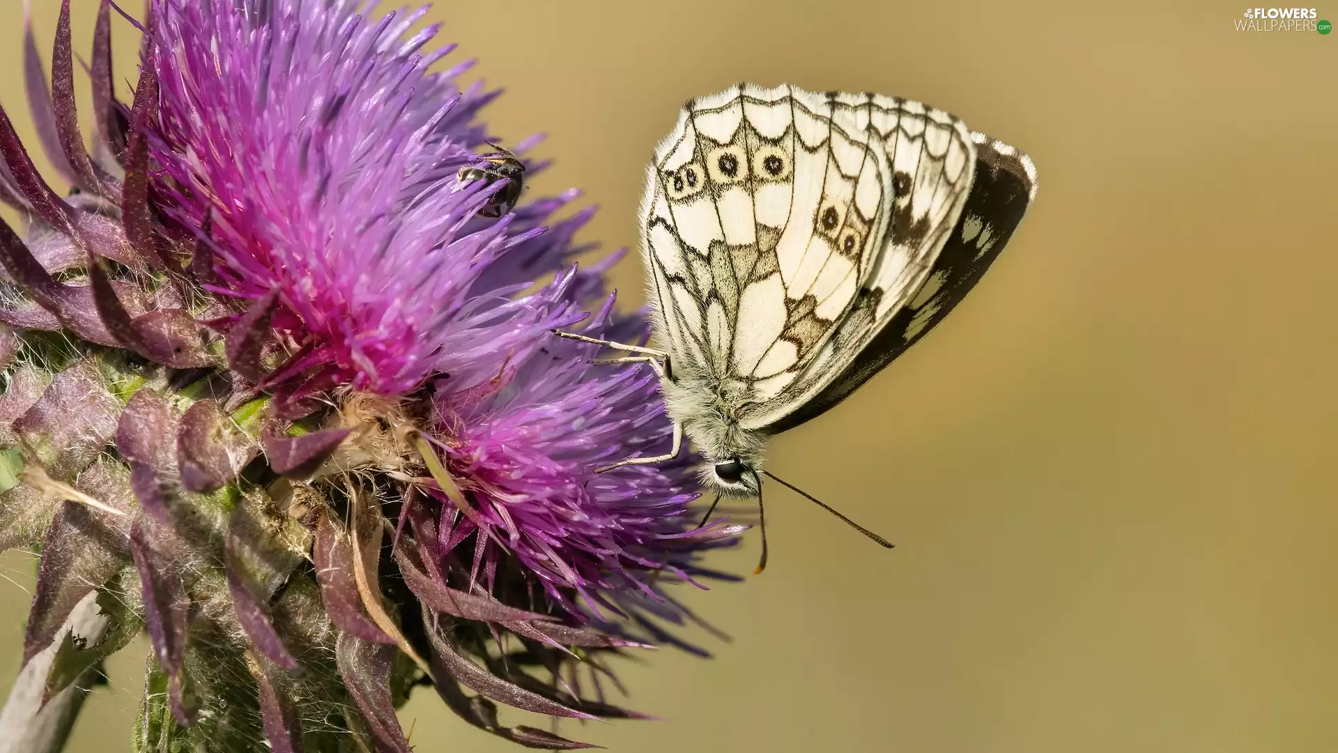 teasel, rapprochement, marbled chessboard, plant, butterfly