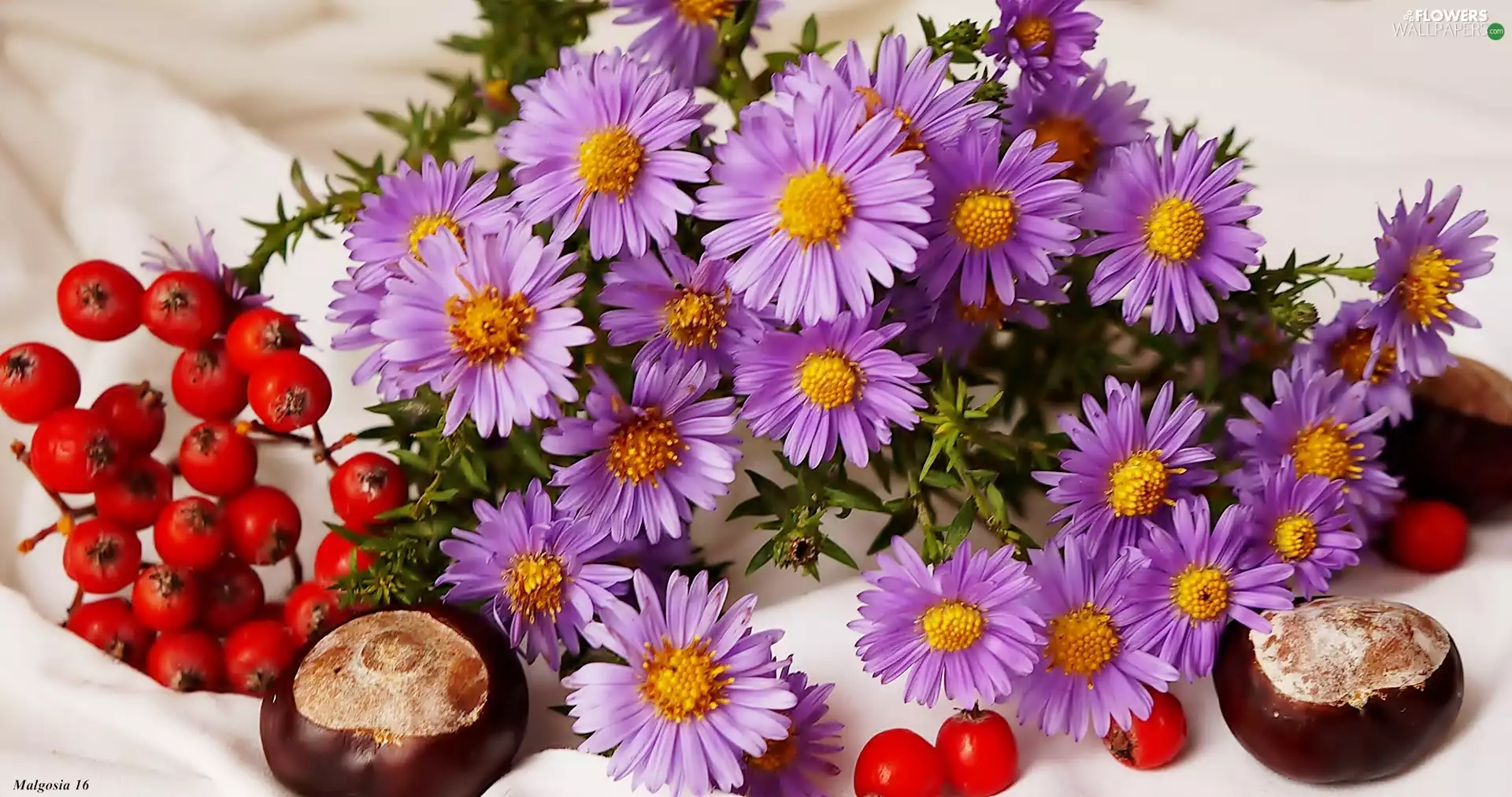 Astra, chestnuts, Plant, Astra autumn