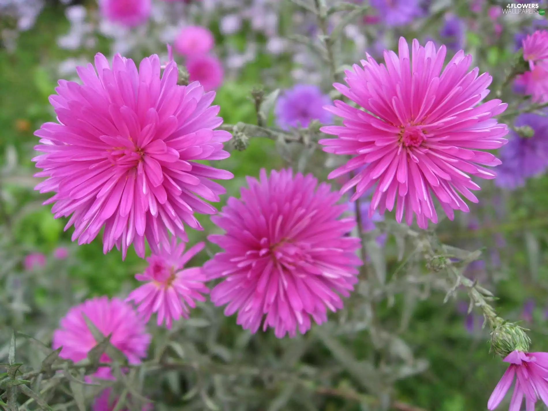 China Aster