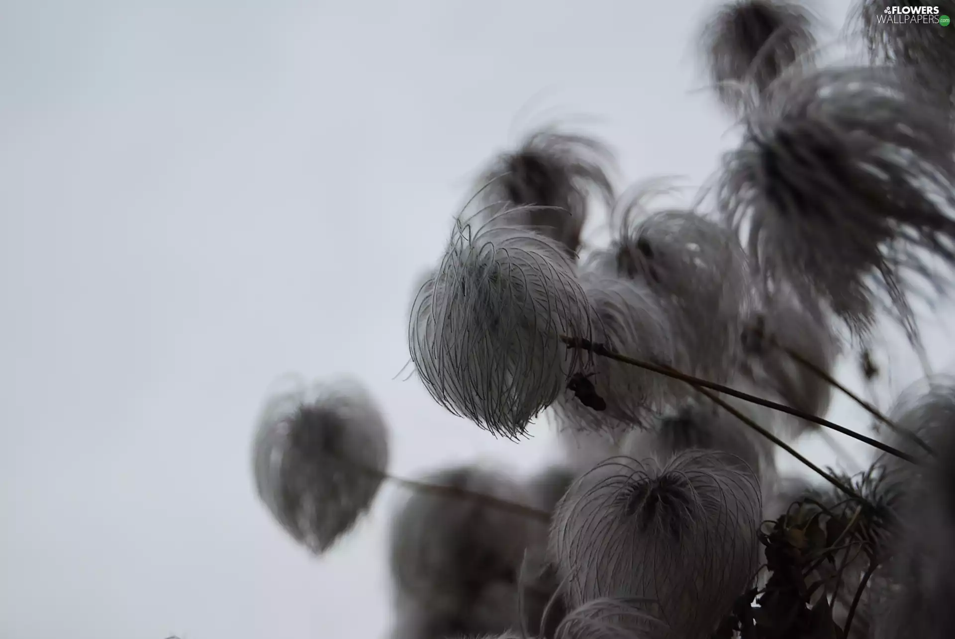 Chinese clematis