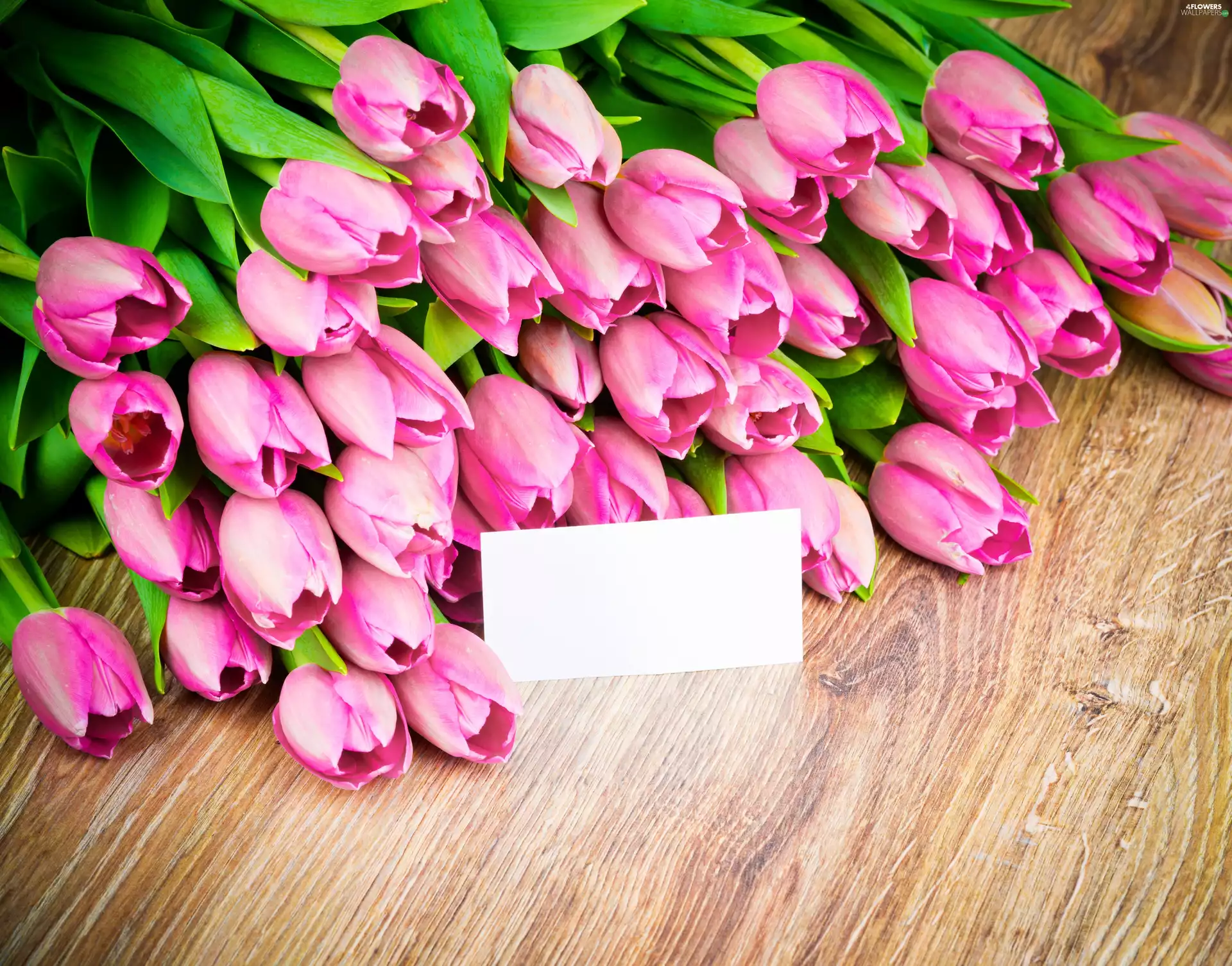 chit, Tulips, Pink